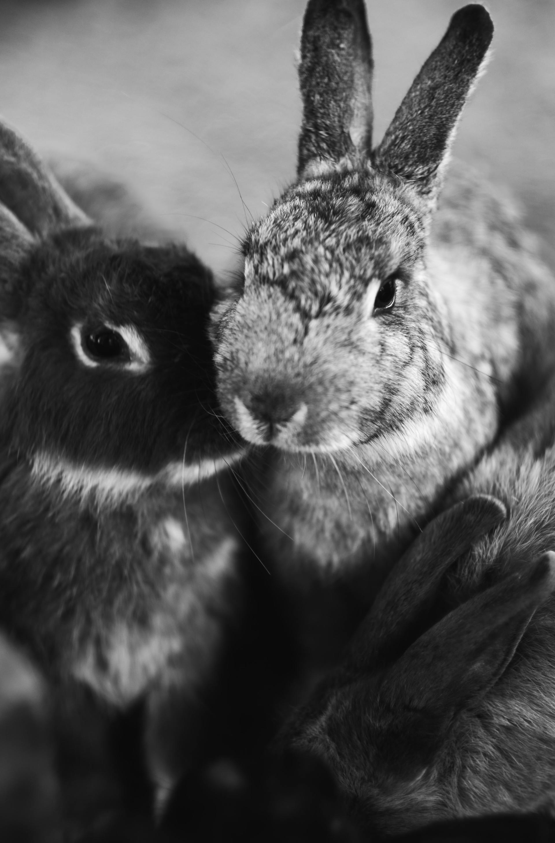 Two rabbits cuddling up together