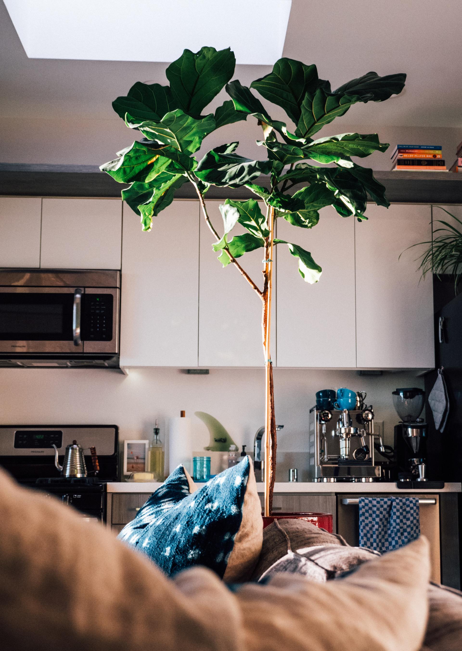A living room with a fiddle leaf fig tree in the middle of the room.