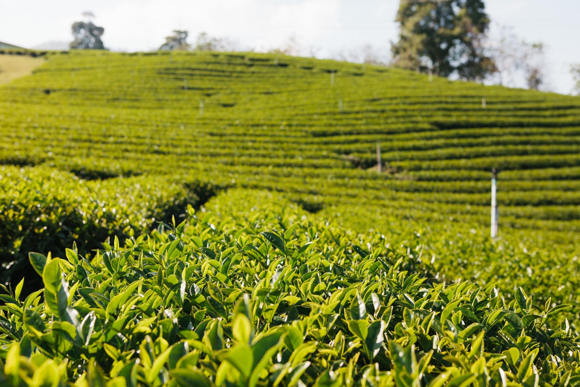A lush green tea plantation on a hillside with trees in the background.