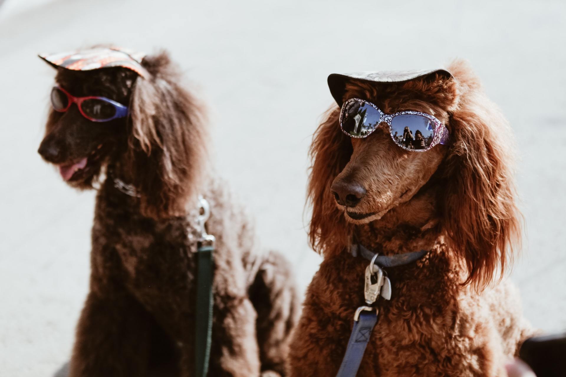 Archway Vets Chepstow | Taking your pet to Europe from 1st January 2021