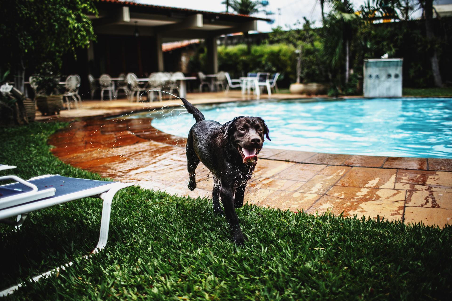 Dog After Swimming