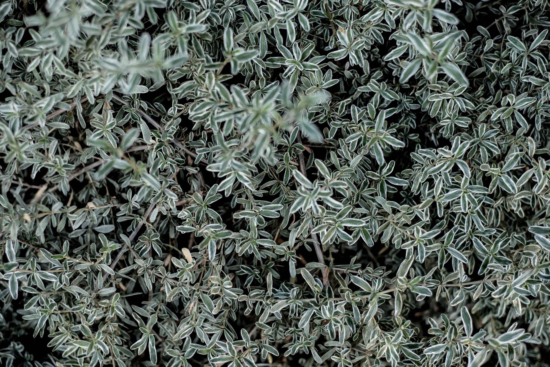 Laagblijvende plant met kleine groene bladeren met een witte rand, die een gestructureerde bodembedekking vormt.
