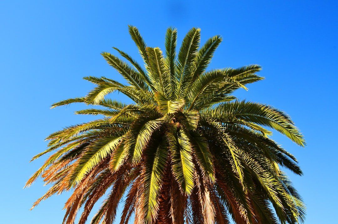 Palm Tree Removal Service