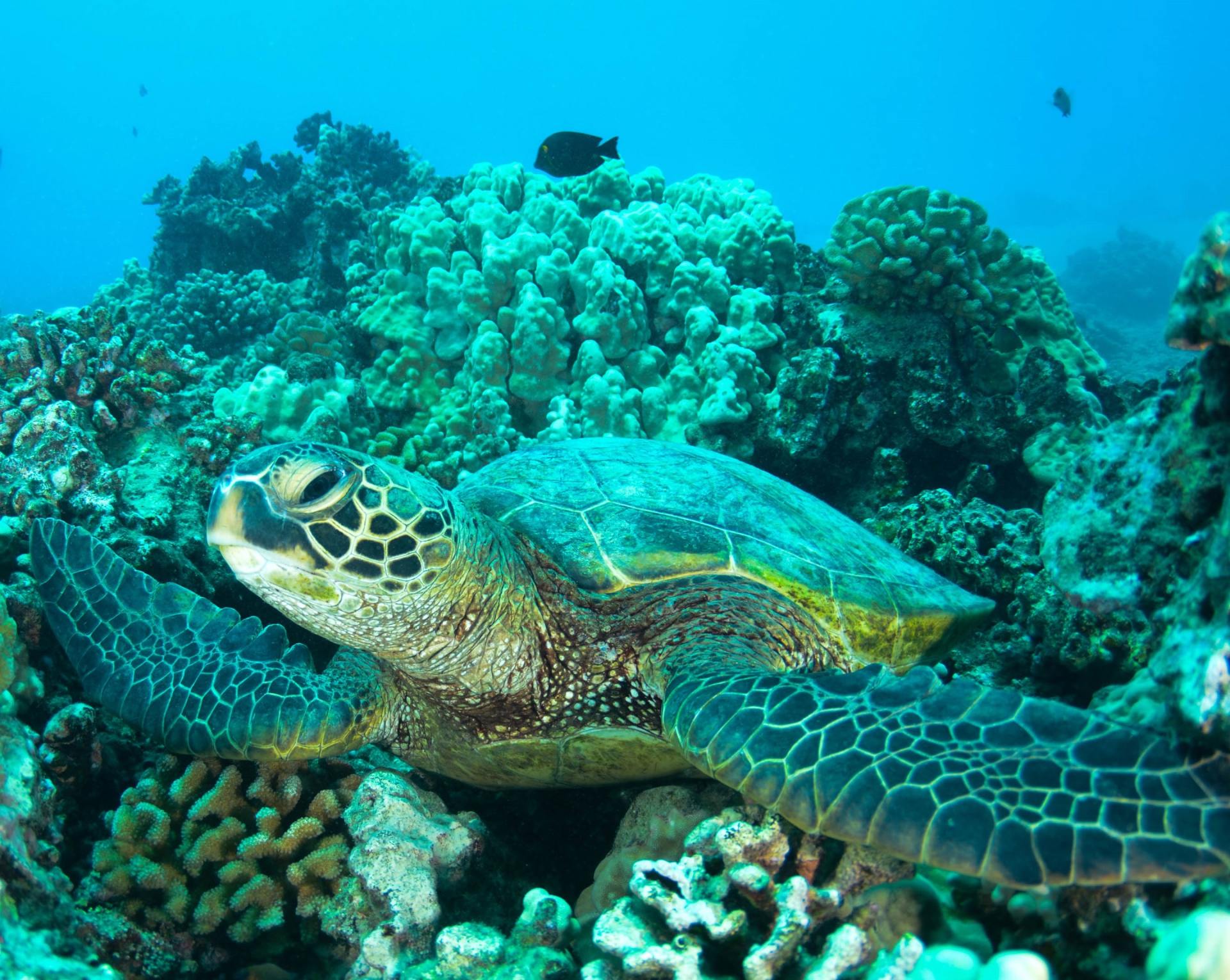 Green sea turtle resting on coral reef.