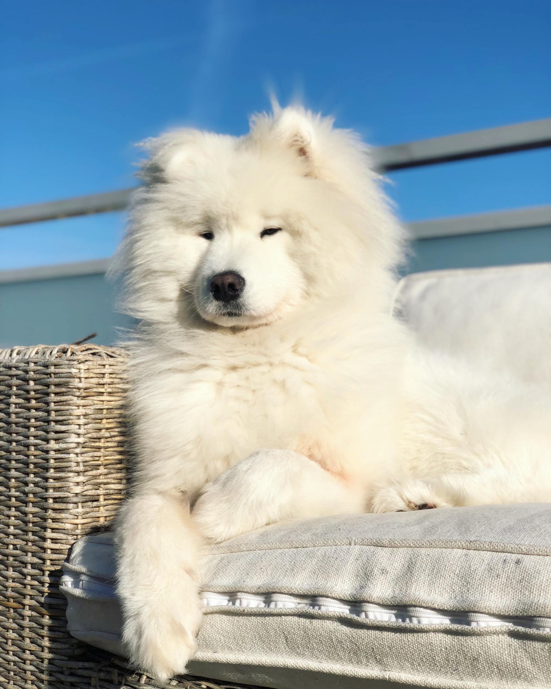 A white dog is laying on a wicker couch.