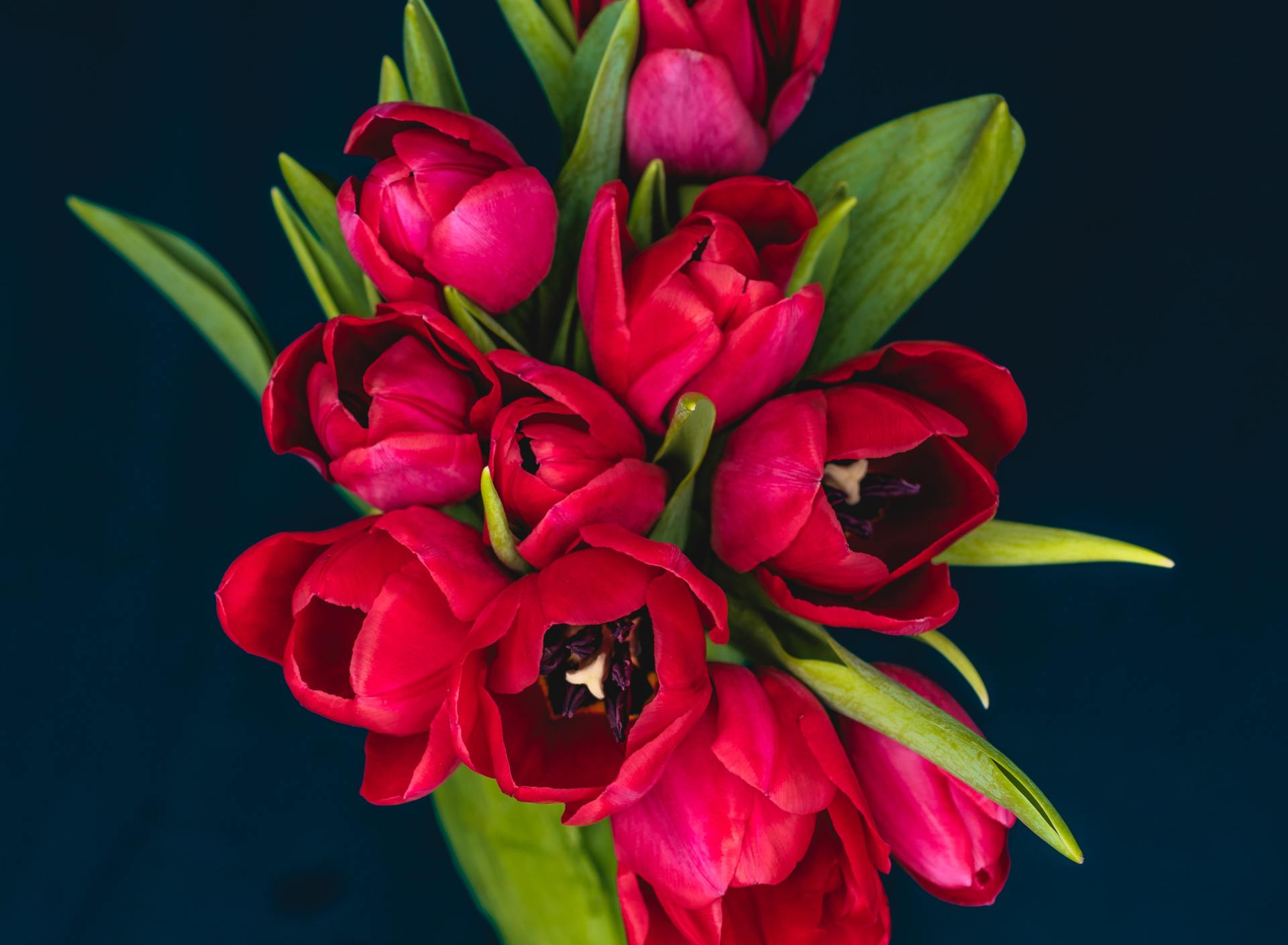 mazzo di tulipani
