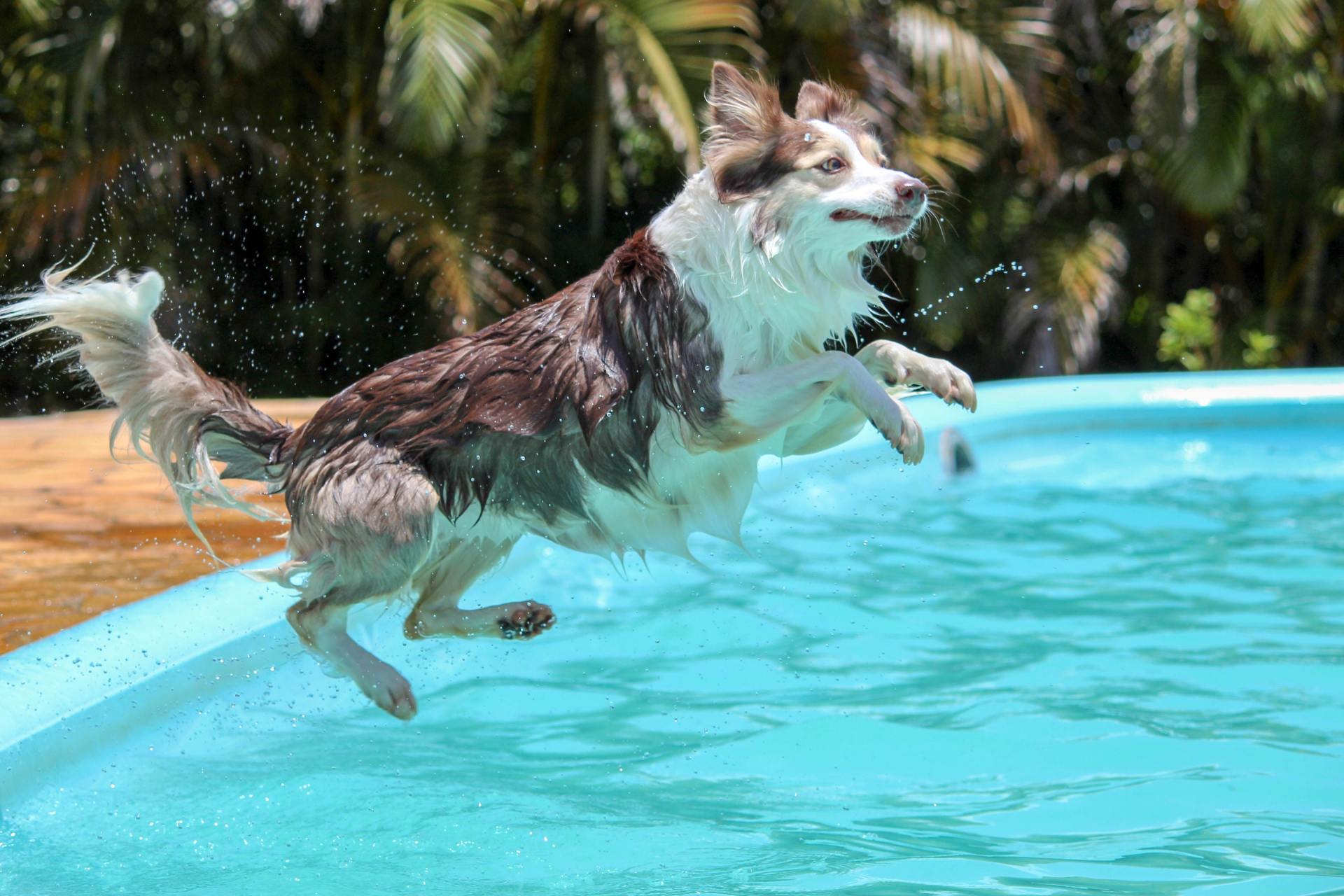 A wet, brown and white dog leaps into a bright blue swimming pool on a sunny day.