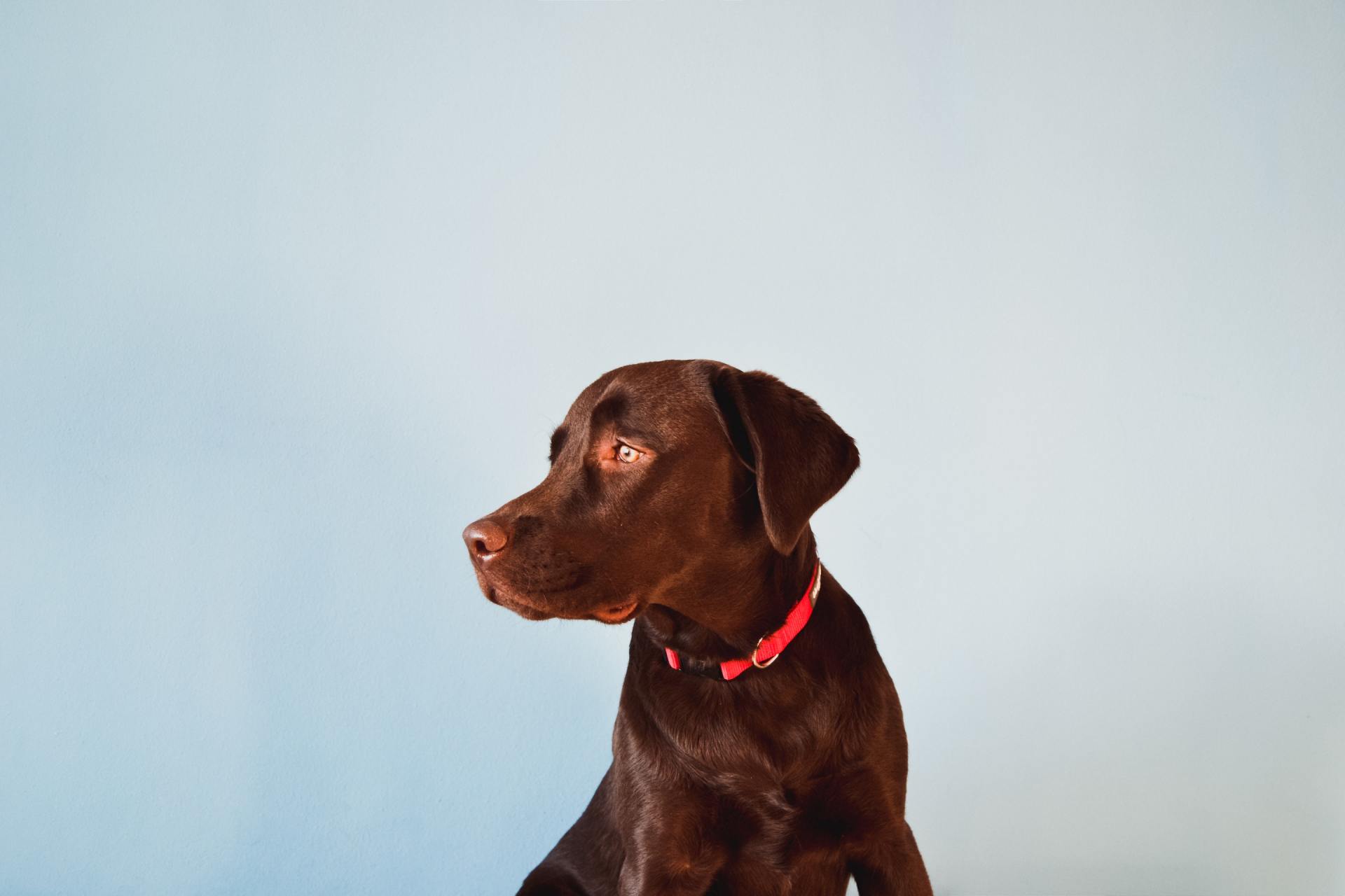A brown dog wearing a red collar is sitting on a blue surface.