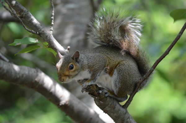 Pest Mortem Squirrel Pest Mortem Squirrel