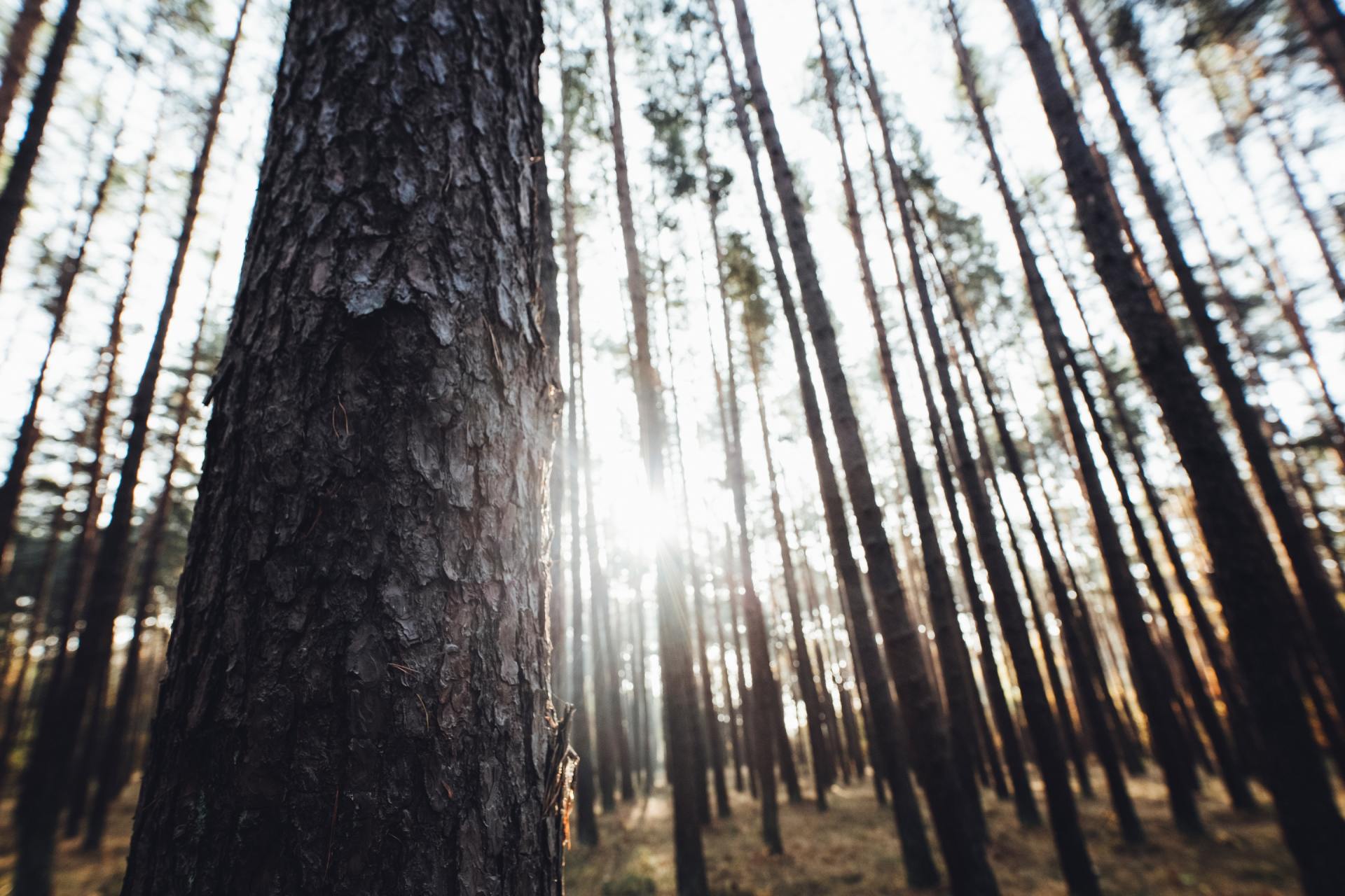 sun behind trees