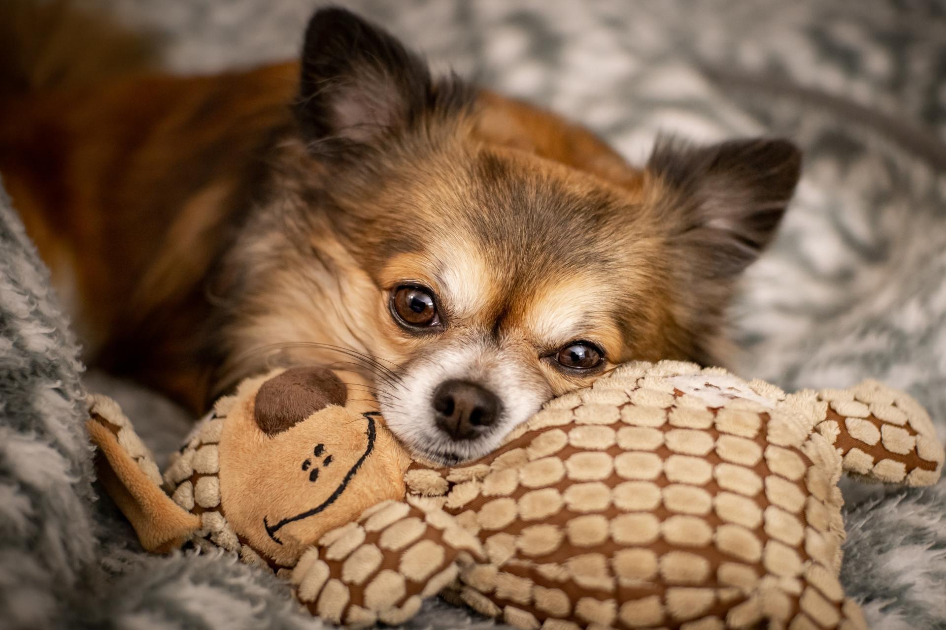 A small dog is laying on a blanket with a stuffed animal in its mouth.