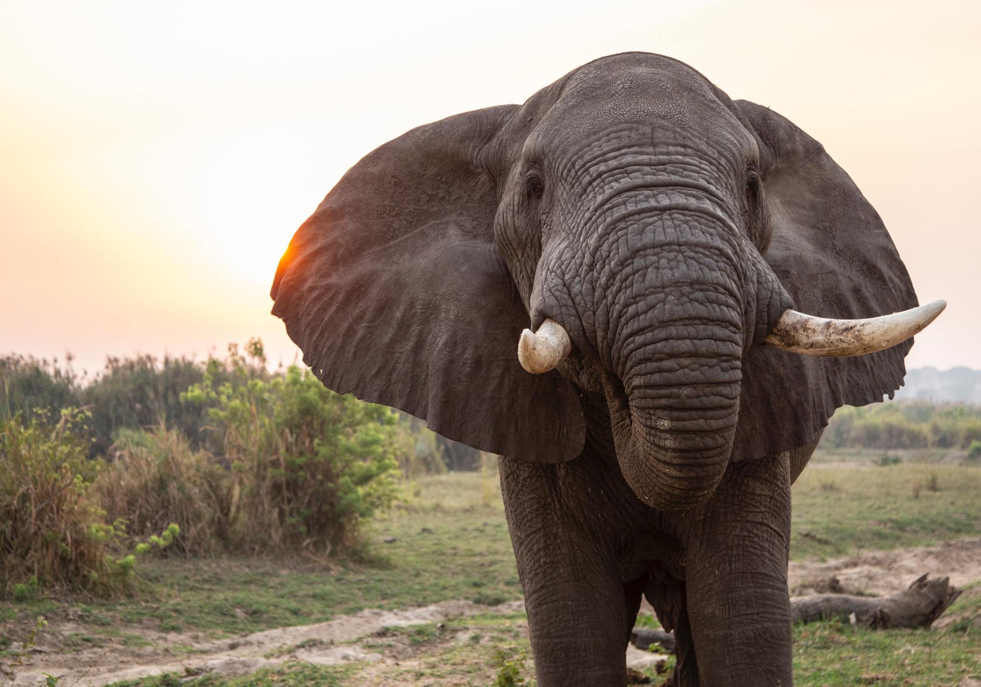Photograph of a male elephant walking  towards the camera