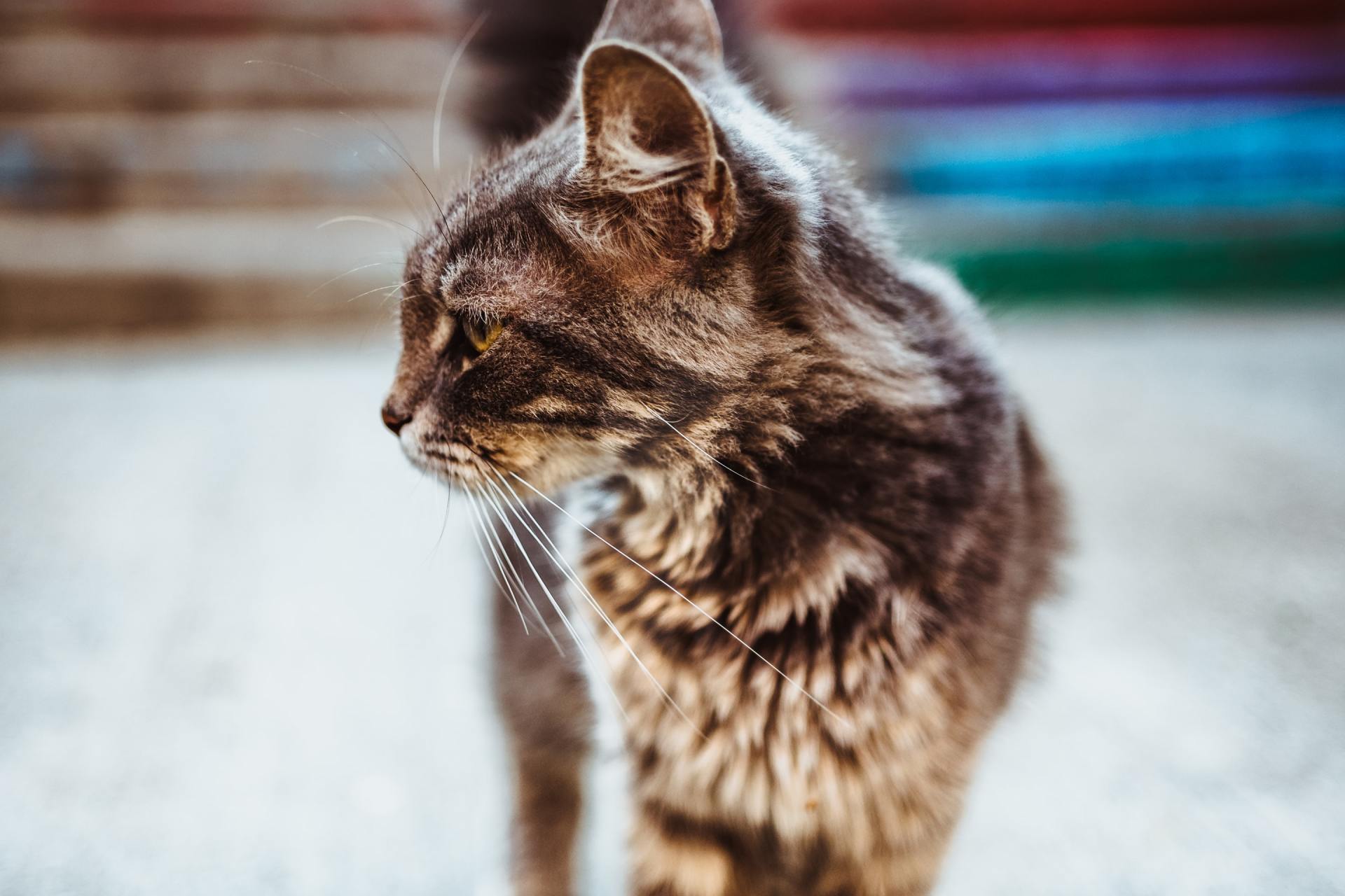 A close up of a cat standing on the ground.