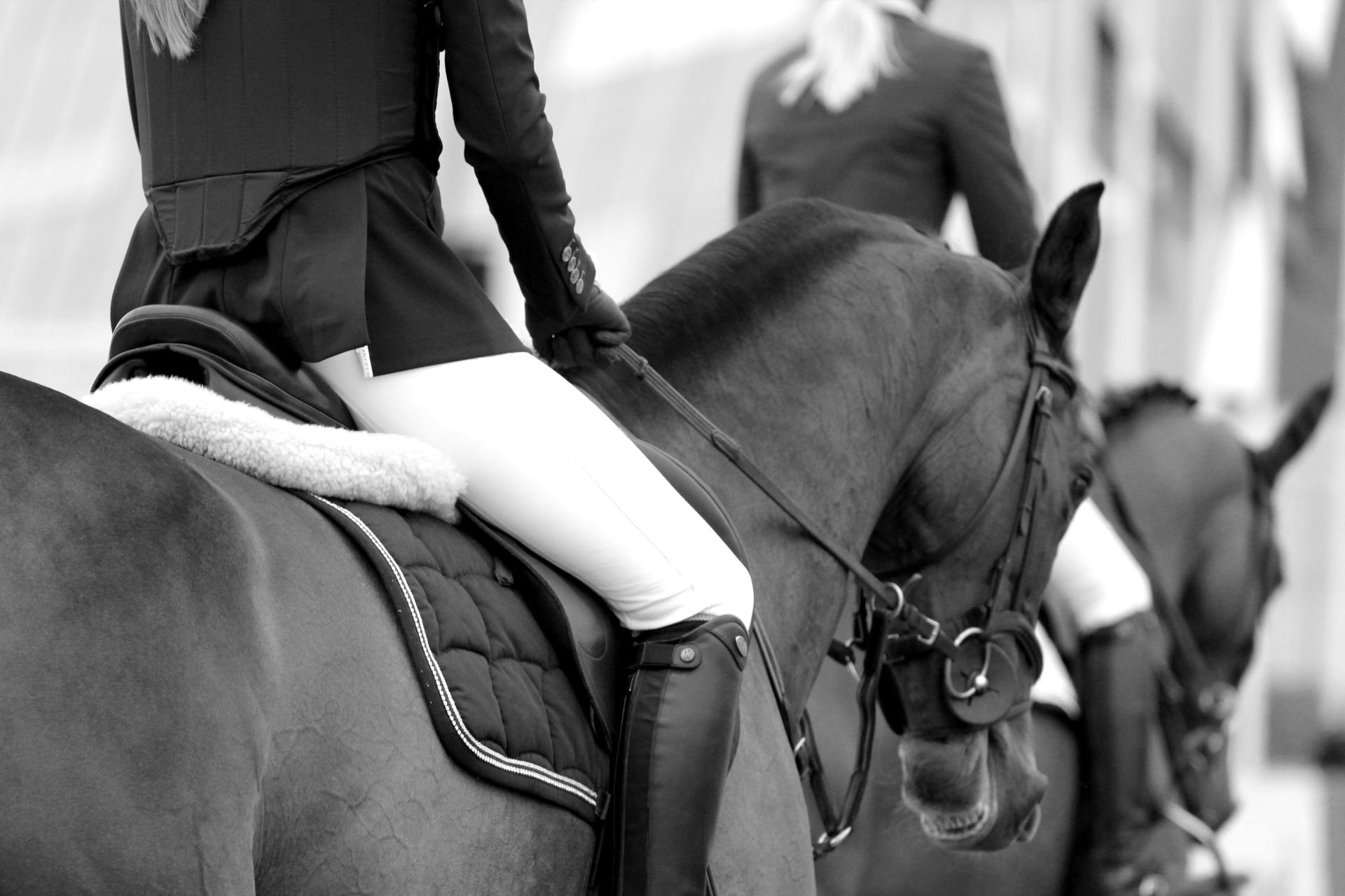 dressage