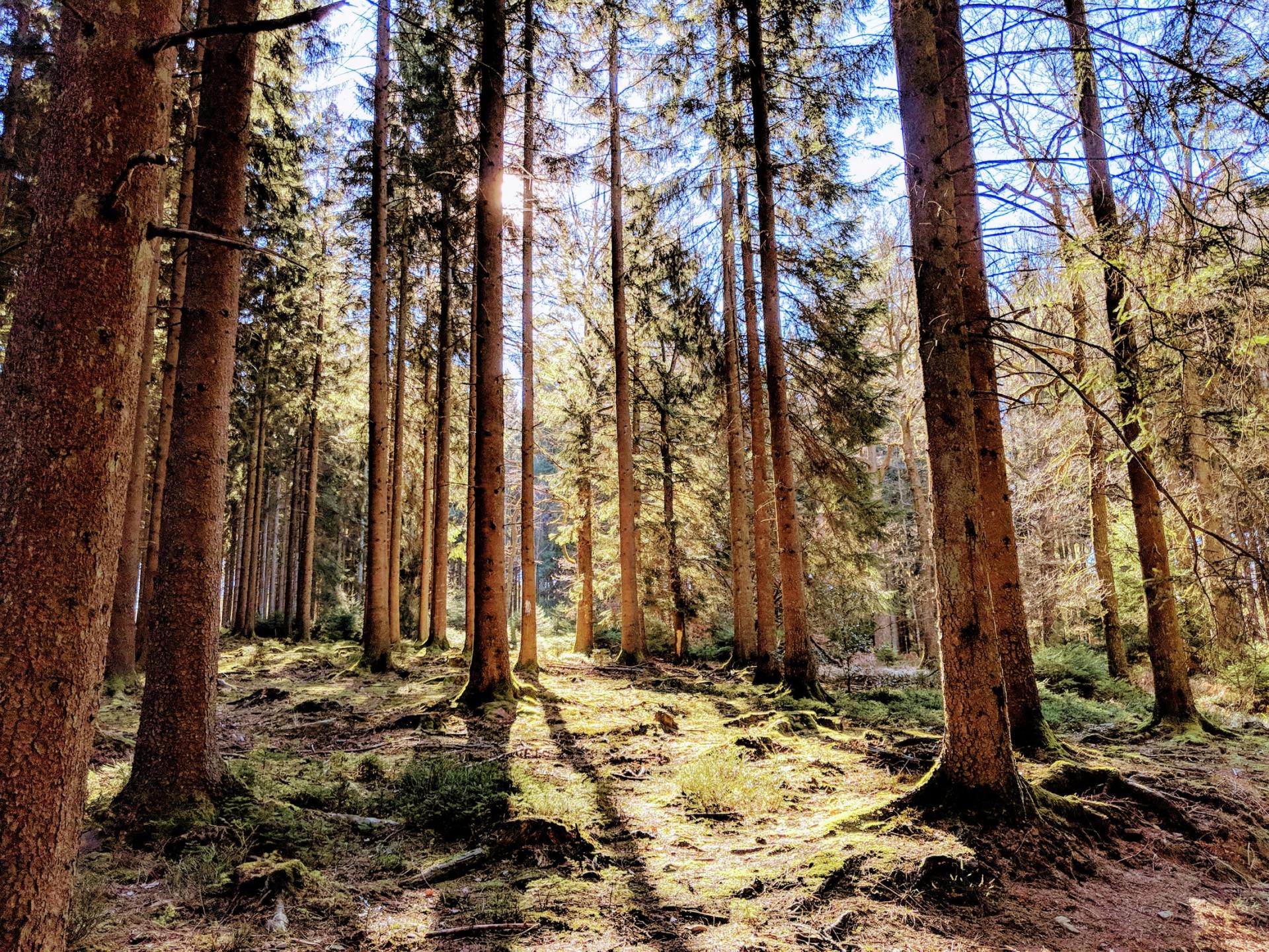 De zon schijnt door de bomen in het bos