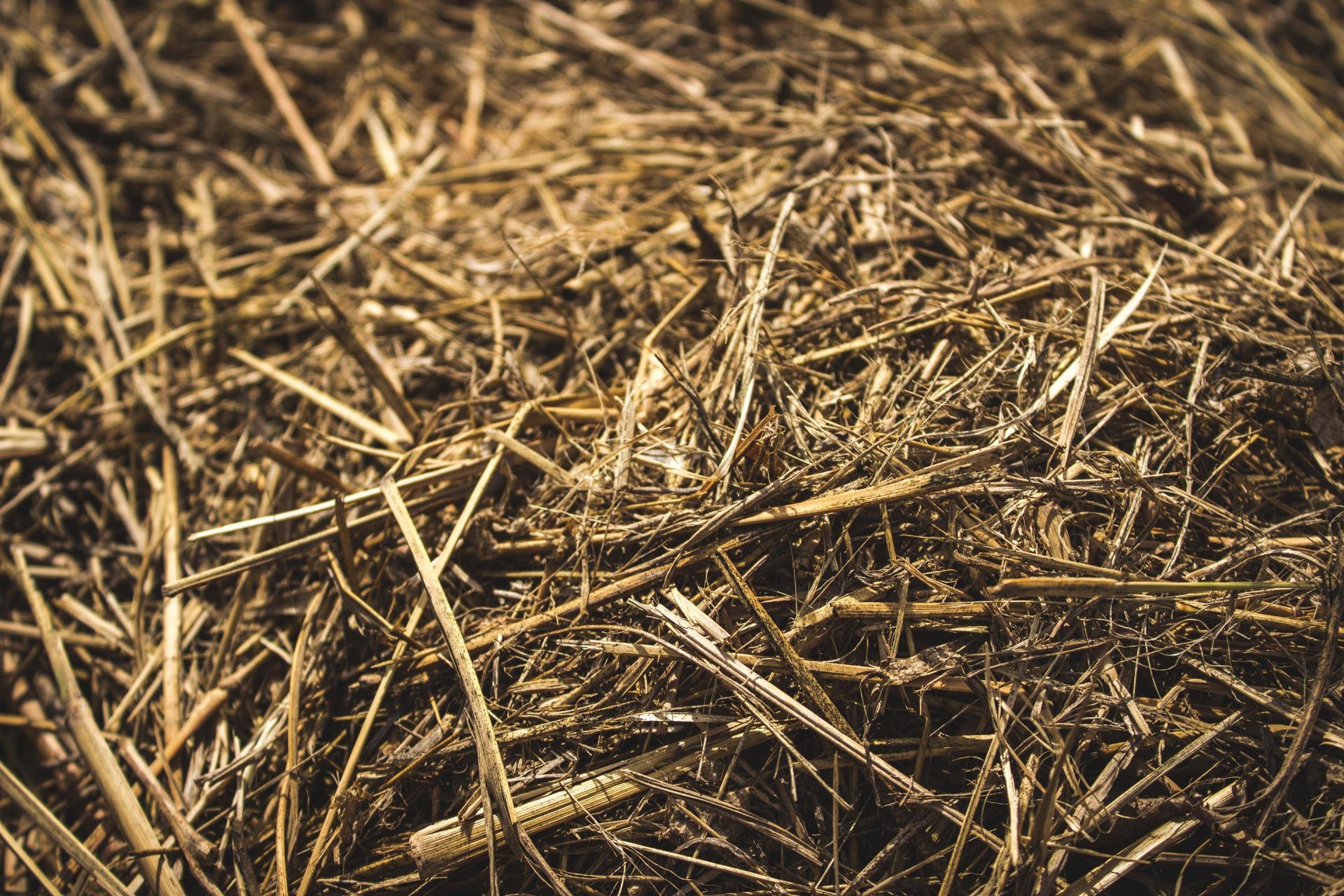 hay