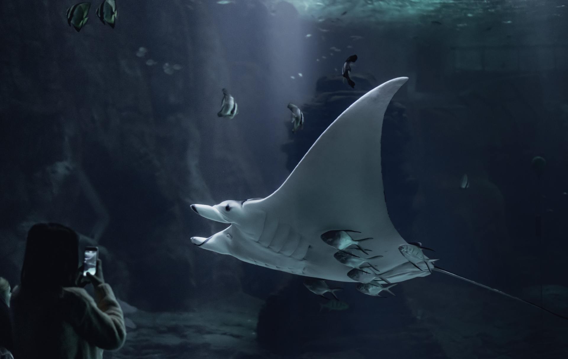 Large manta ray swims in a dark aquarium; person taking a photo.