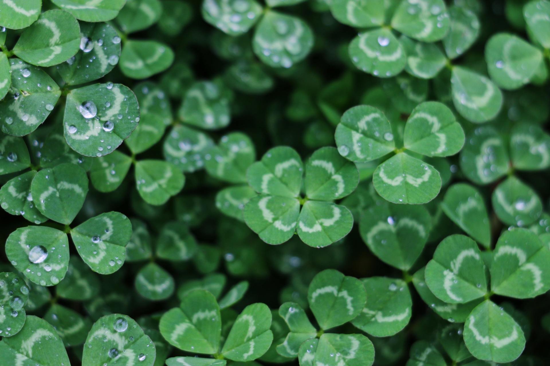Shamrock