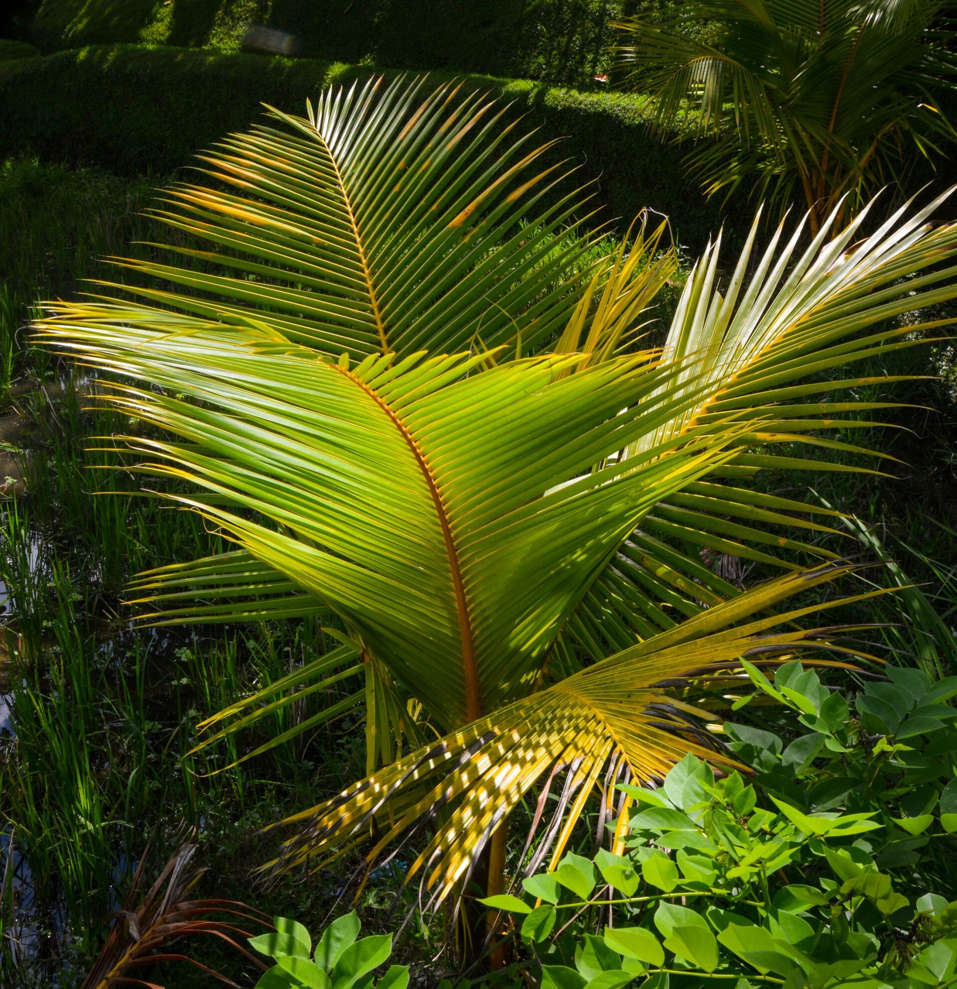 Gardening Tips Shepparton