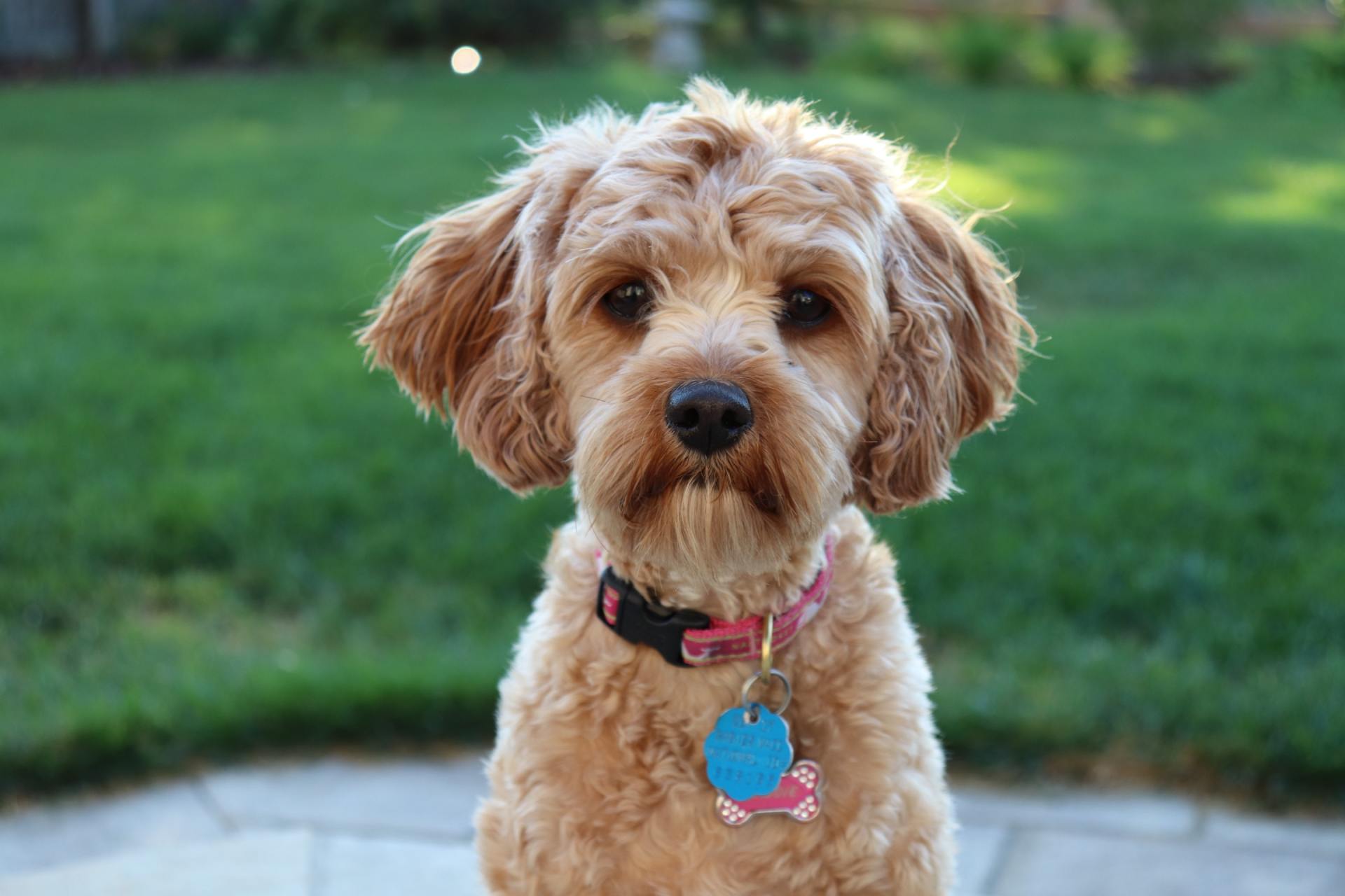 A small brown dog wearing a pink collar and a blue tag is looking at the camera.