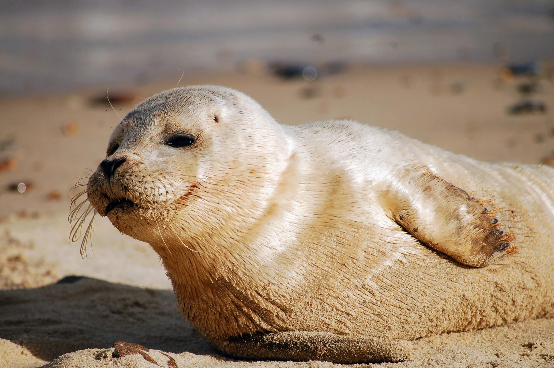 Seal covered in sand on a beach, looking toward the left.