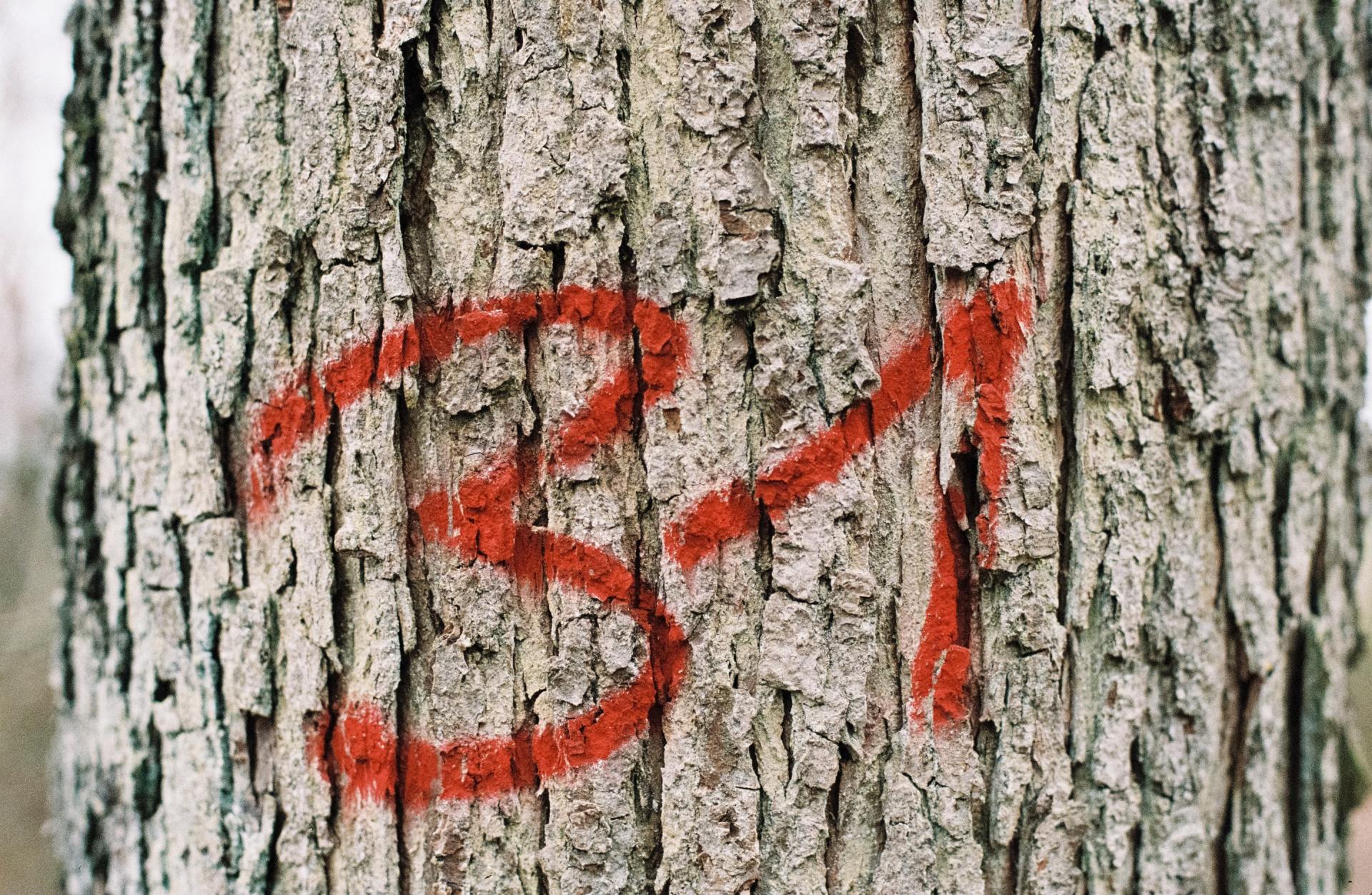 tree services minneapolis