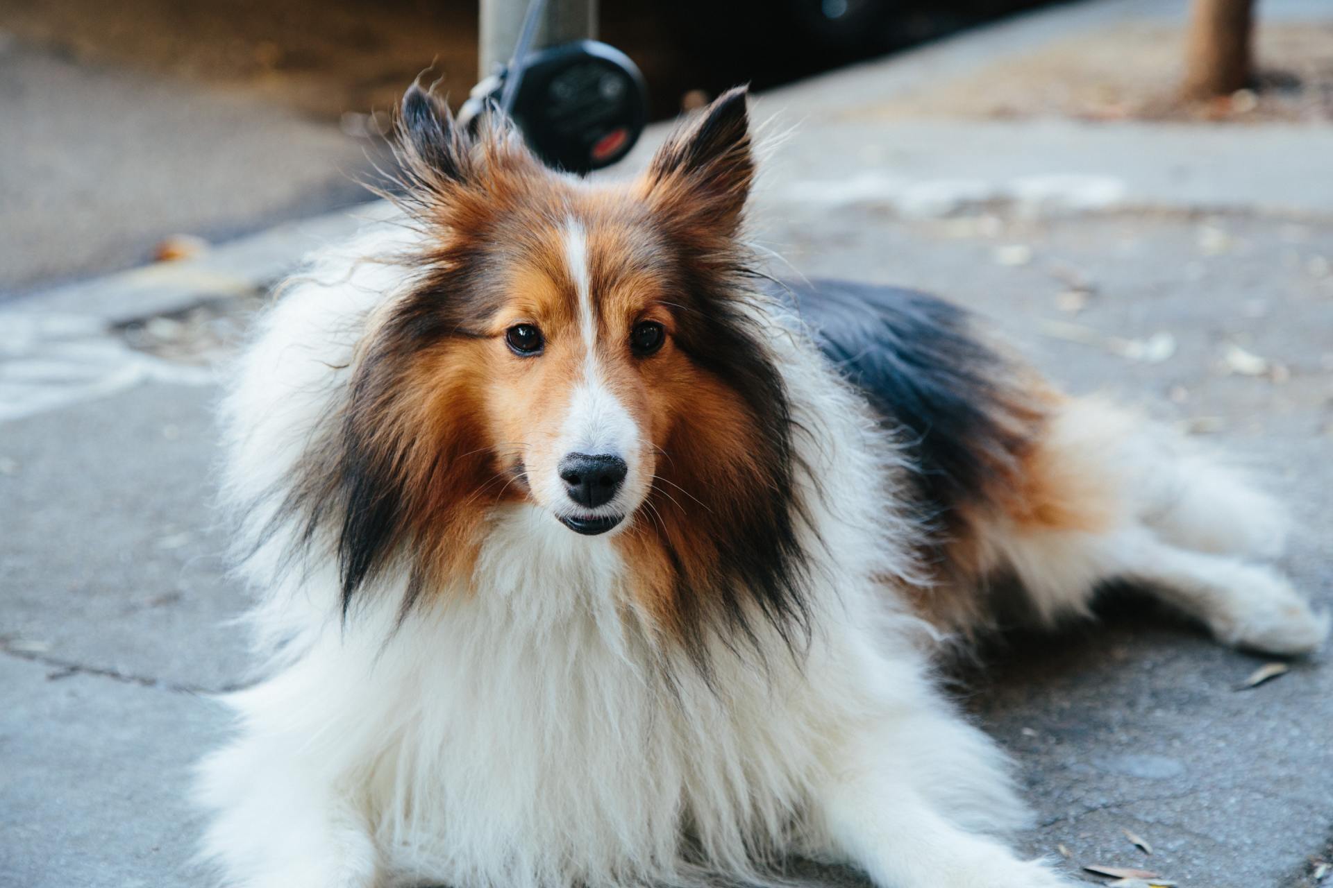 A collie dog is laying on the sidewalk and looking at the camera.