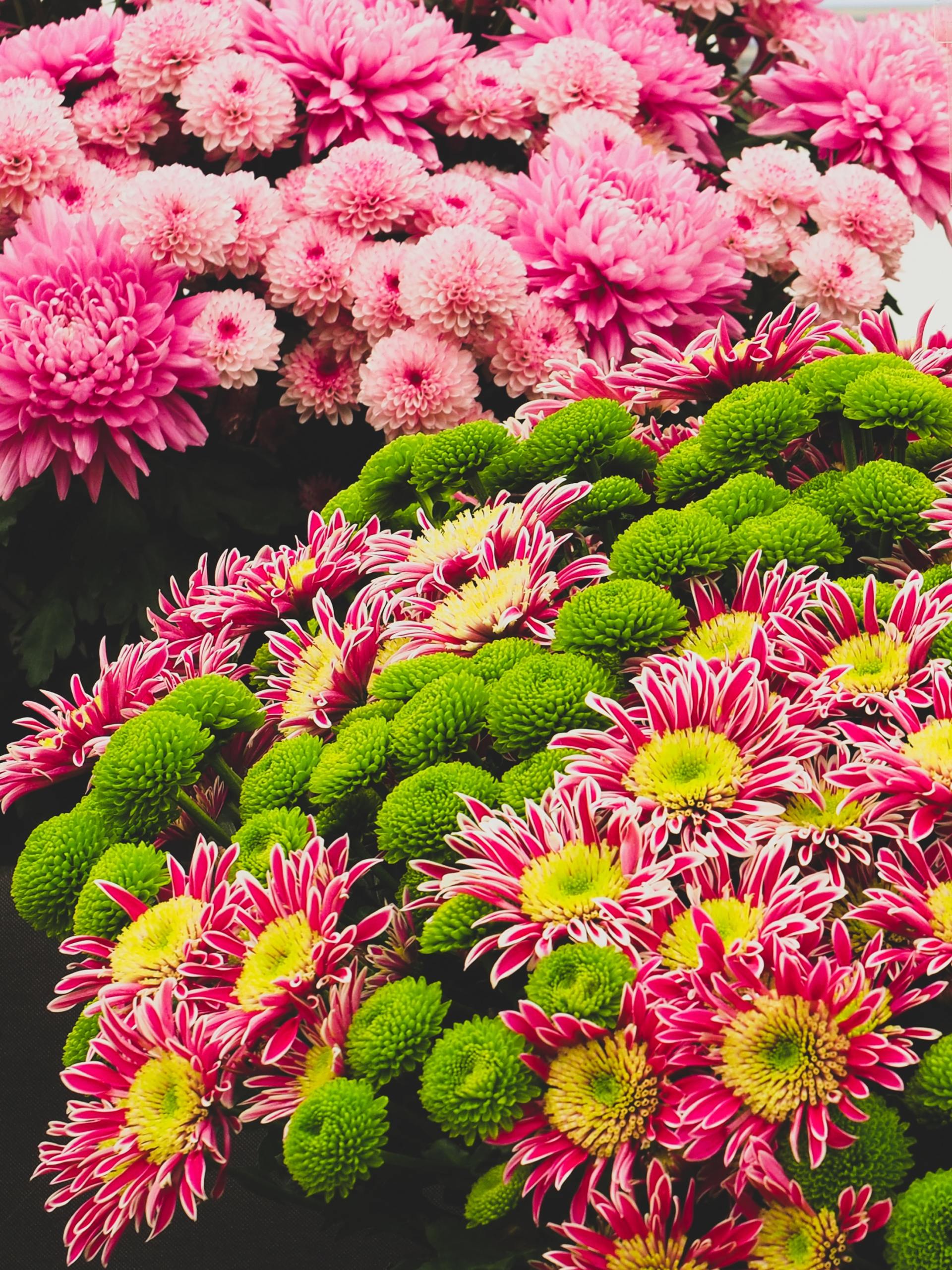 Garden Tours & Flower Shows