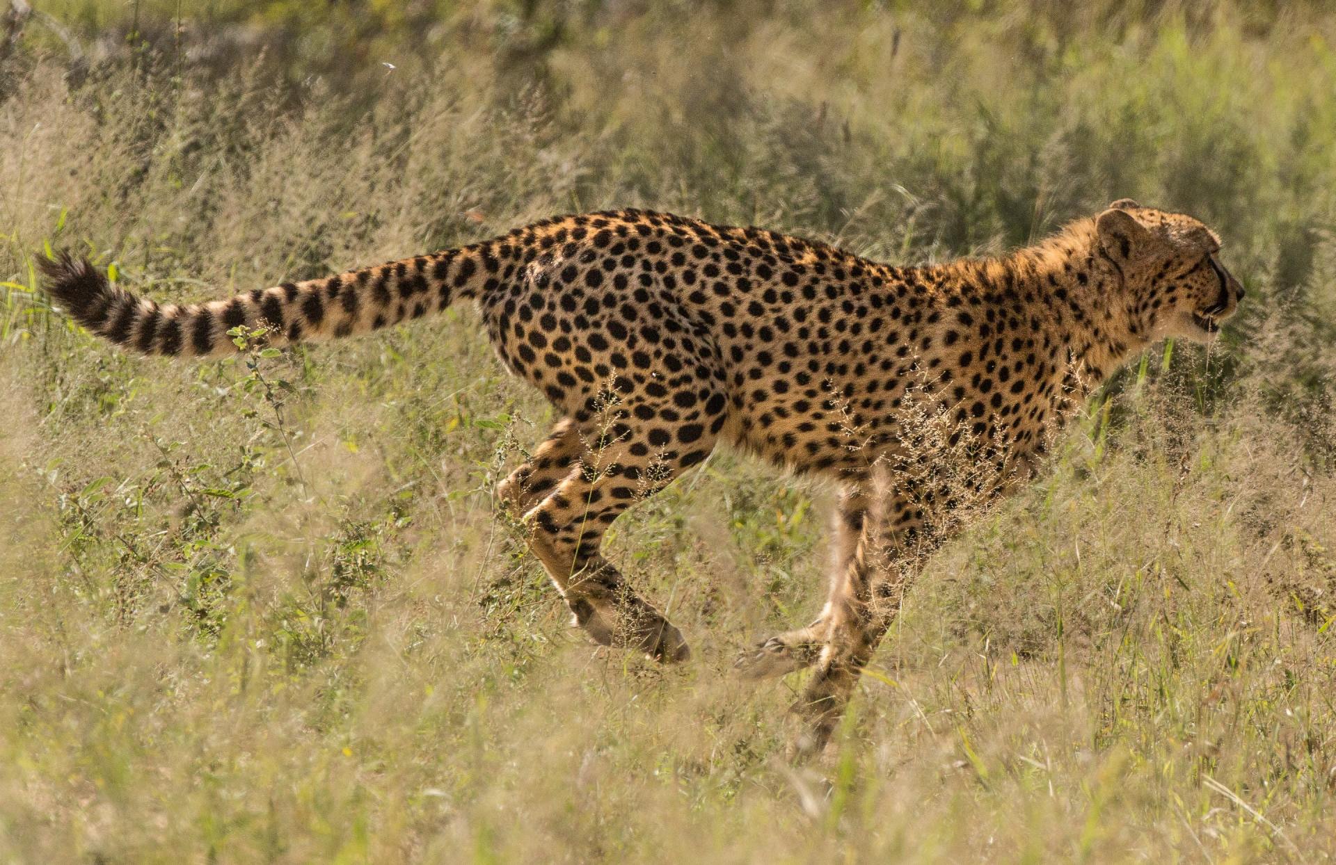 Meilleur moment pour partir en Tanzanie