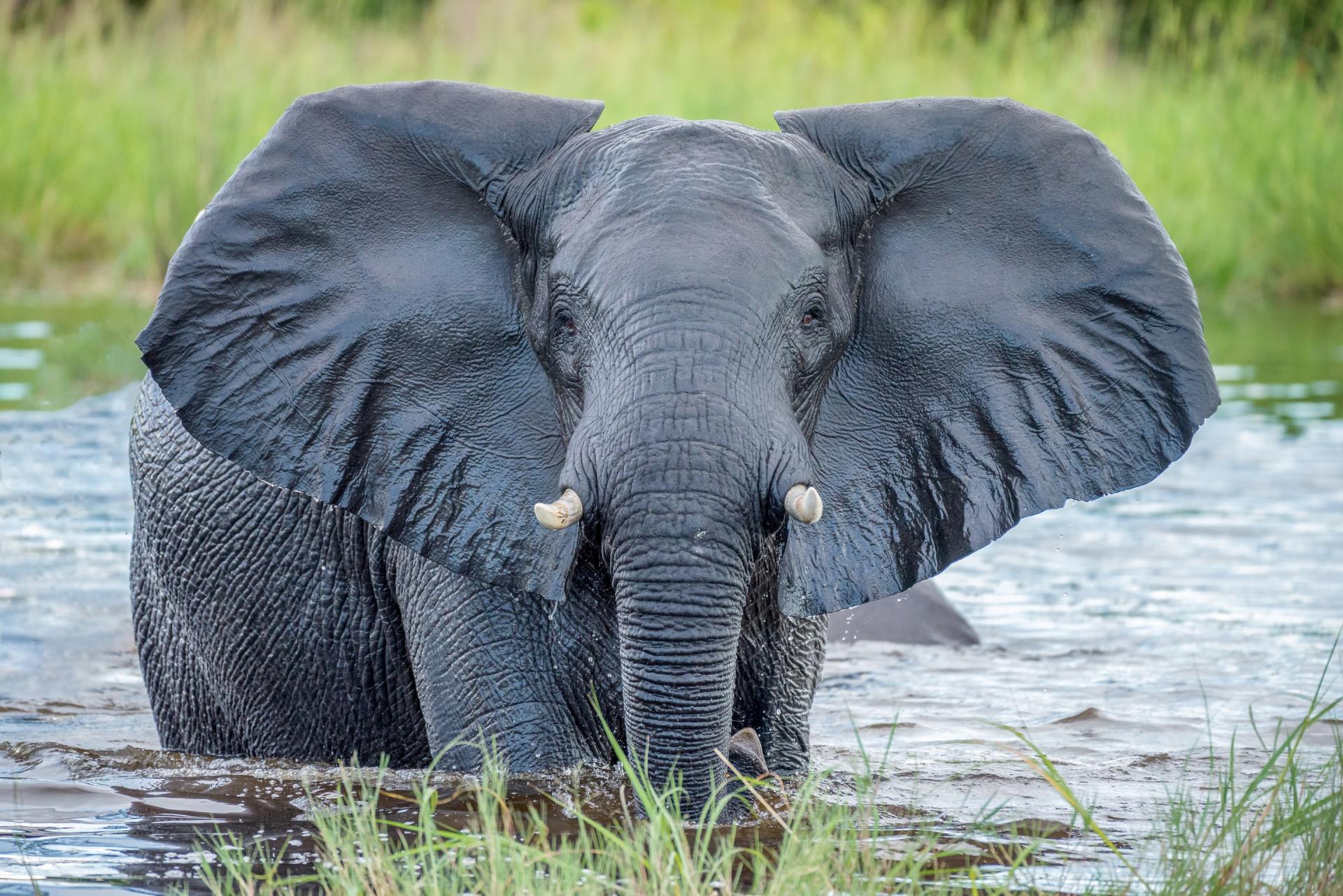 Meilleur moment pour partir dans le Delta D'Okavango