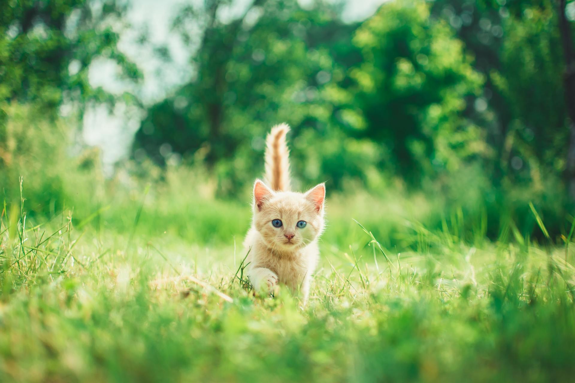 Archway Veterinary Centre Chepstow | Neutering