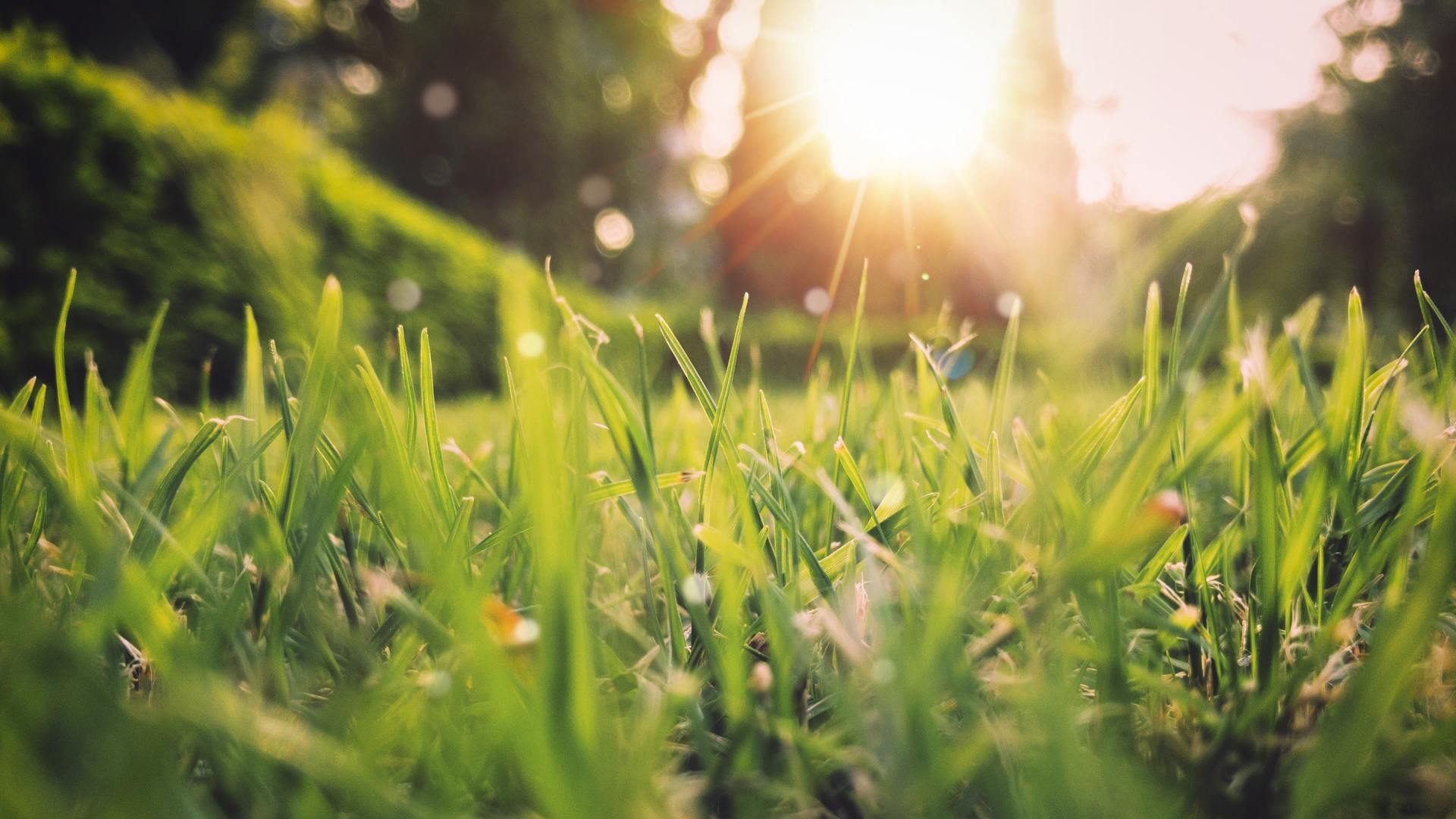 Close-up of green grass blades with water droplets, sunlit background.