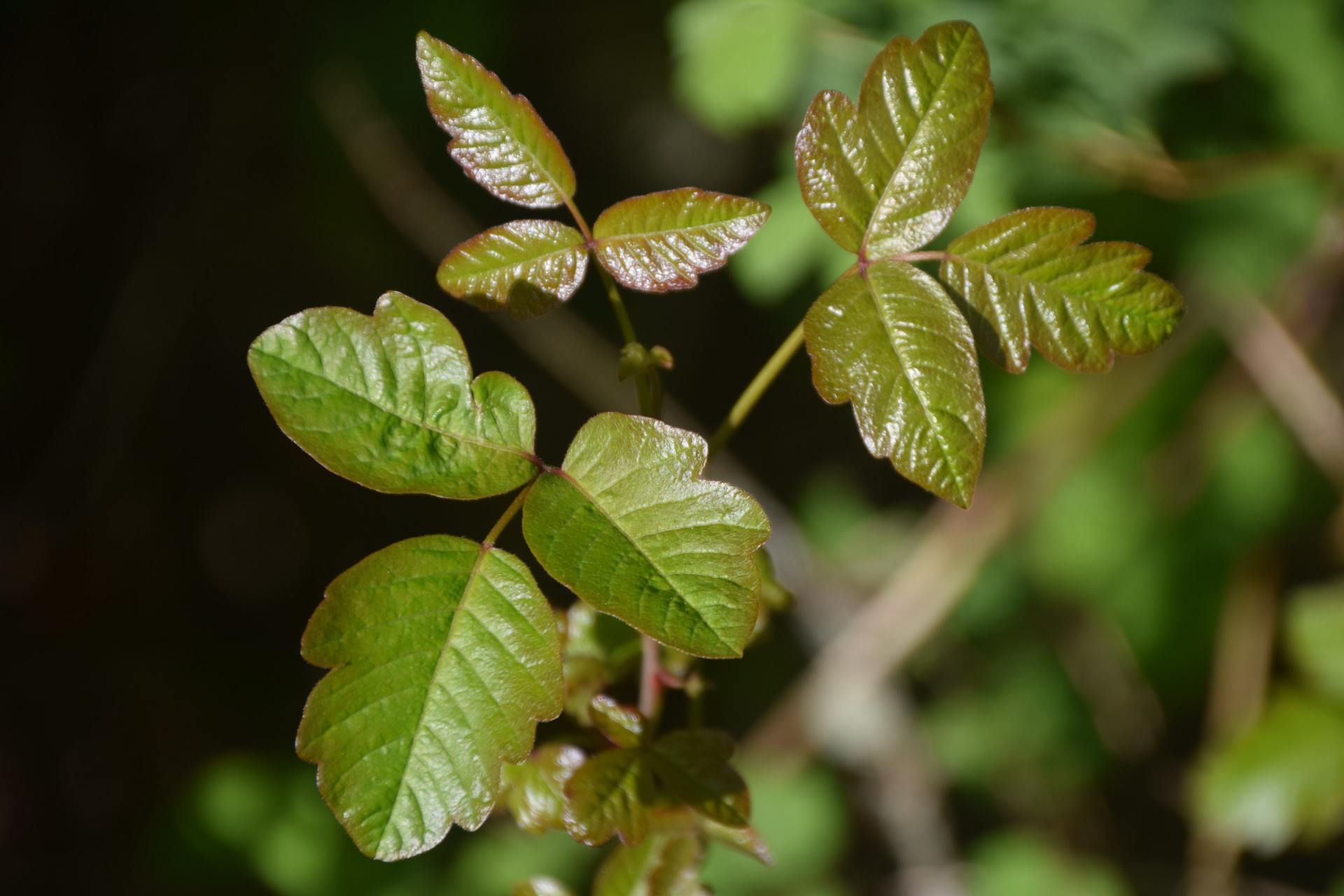Poison Ivy DCI