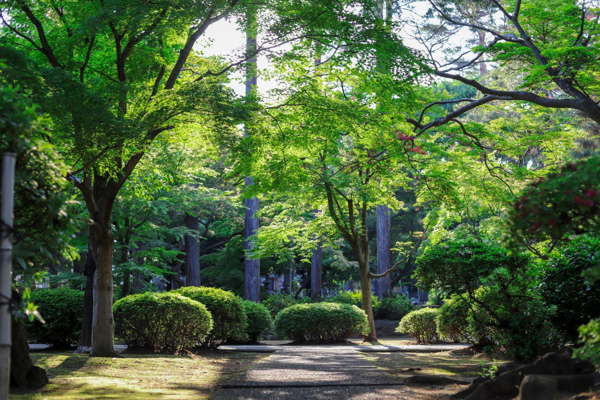 tree service minneapolis