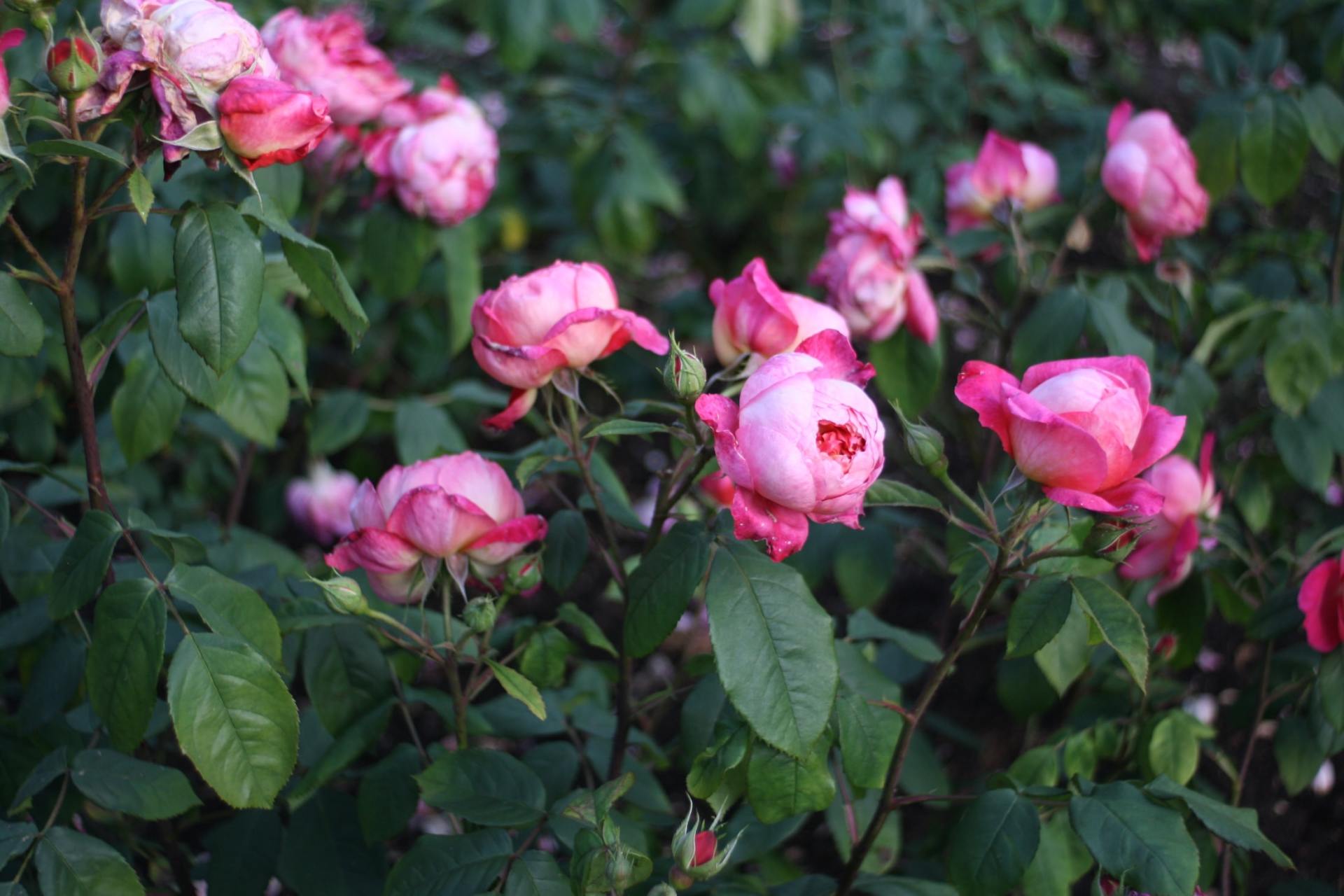 Treated roses