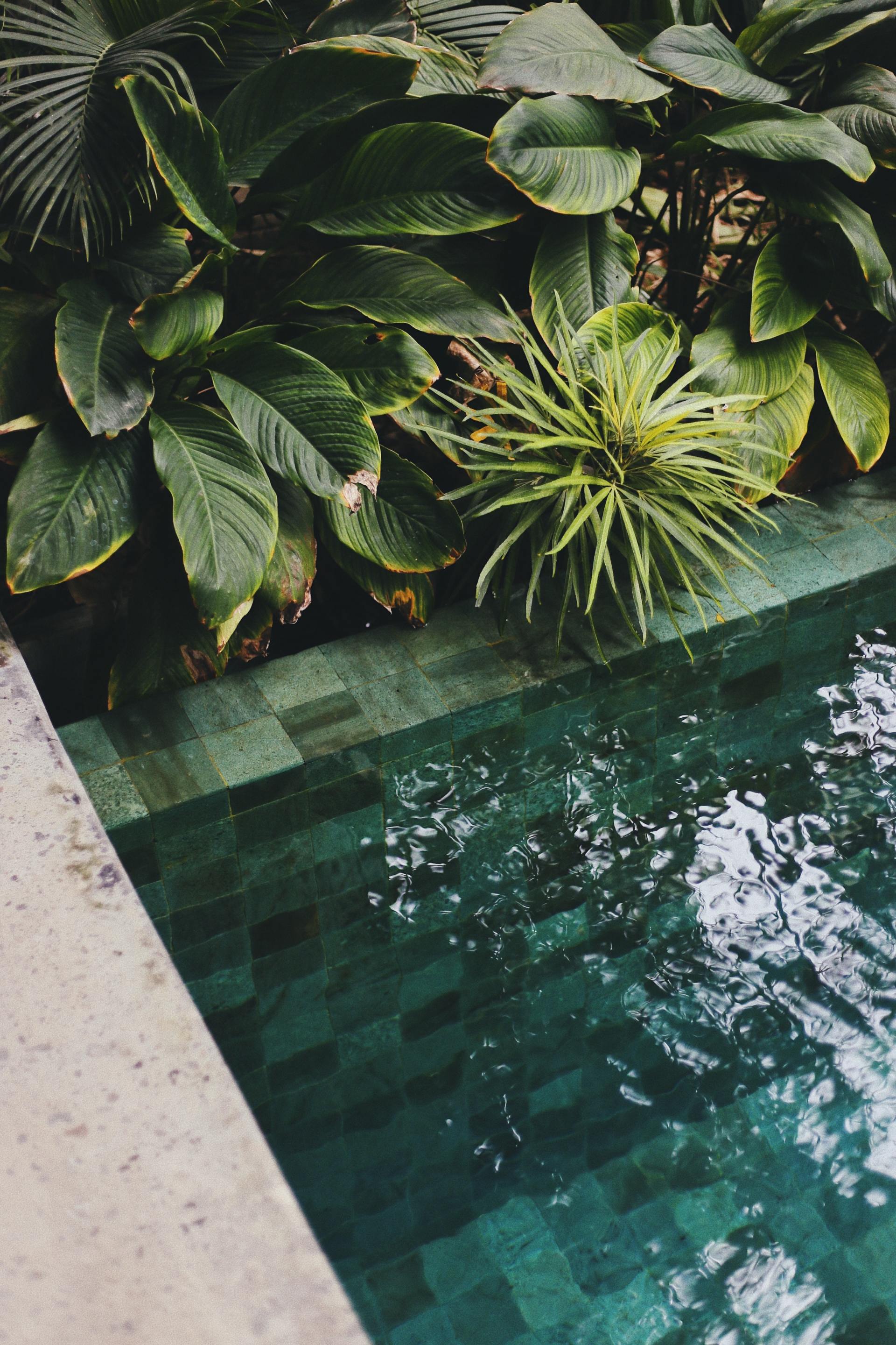 Pool with green water, surrounded by lush green plants, sunlit surface.