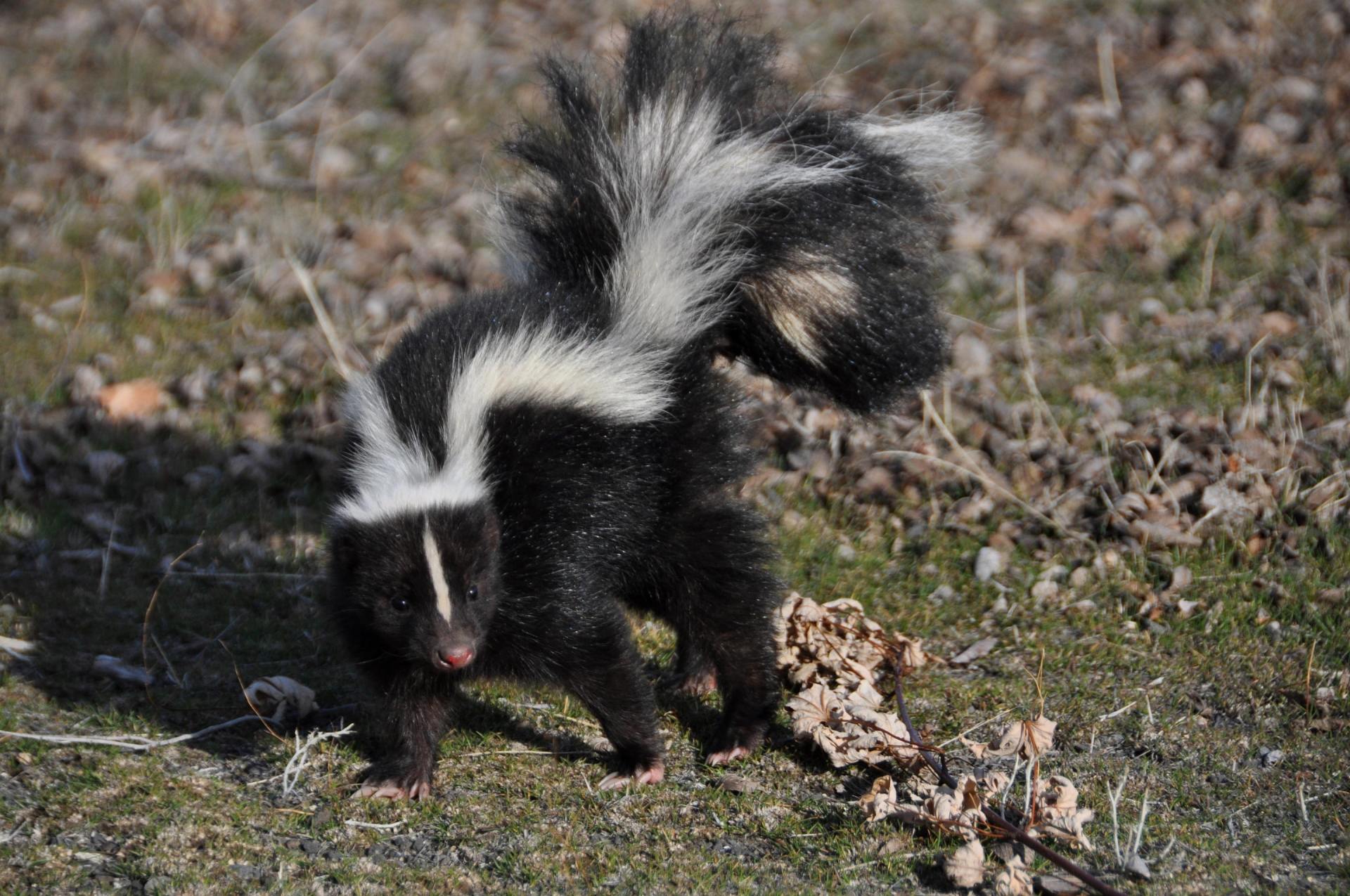 Skunks