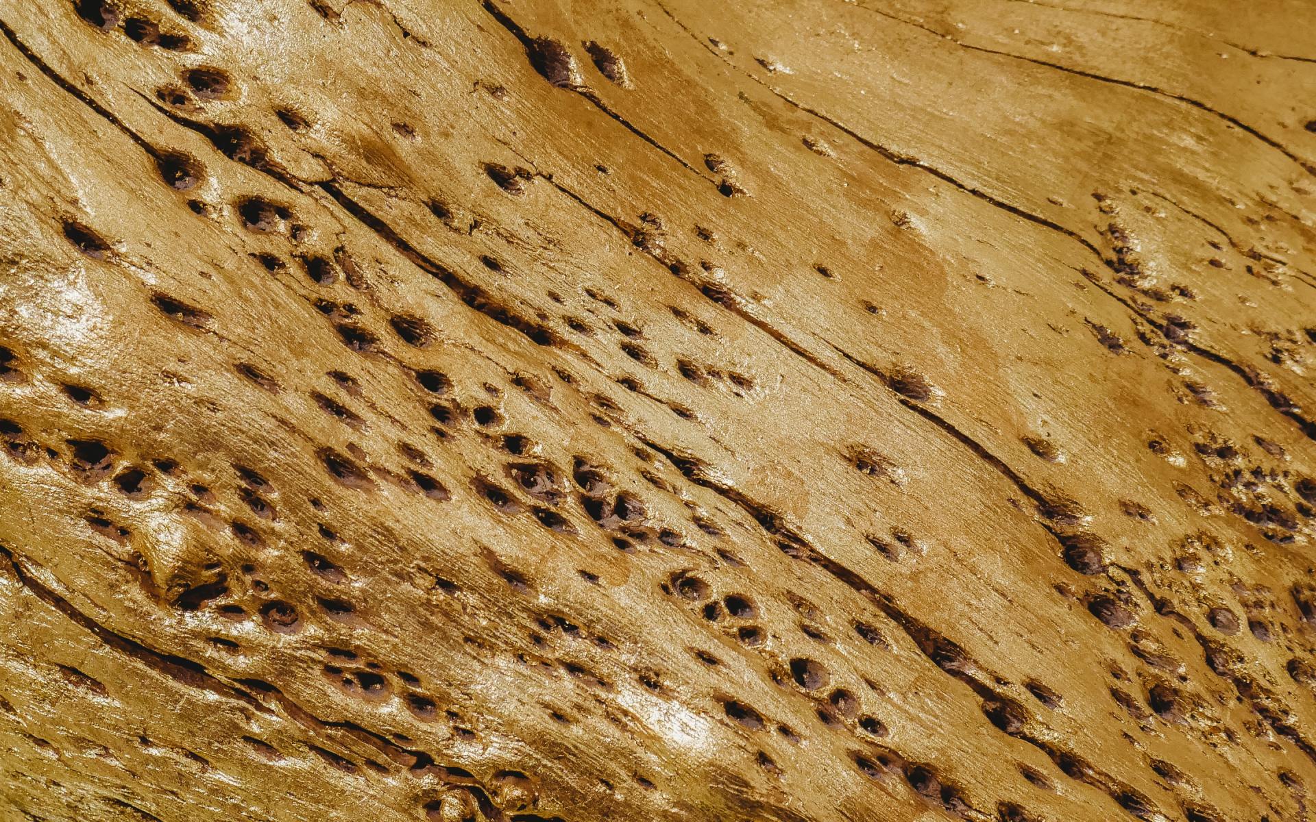 termite-damage