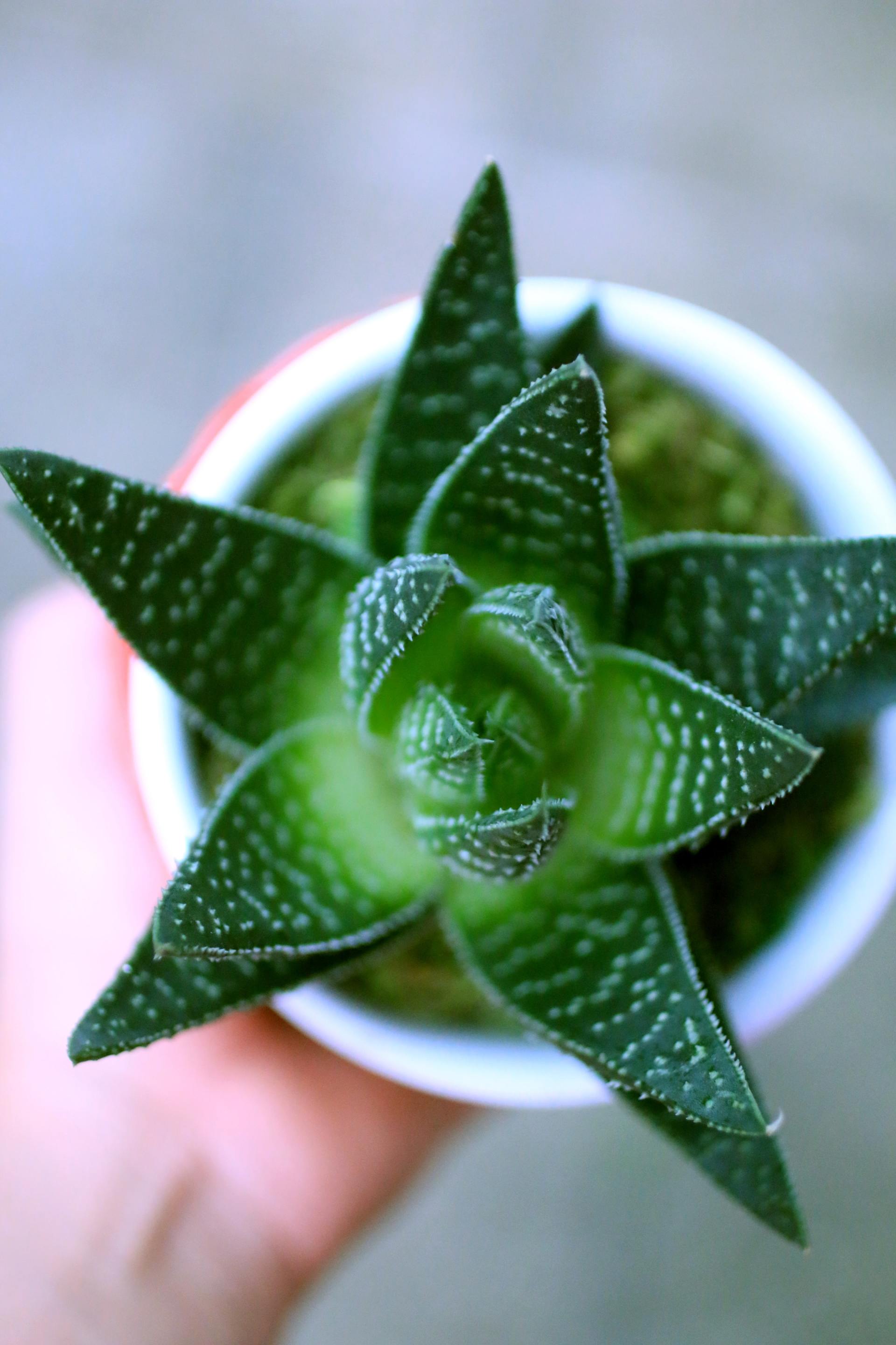 Aloe Vera Skin Benefits Blog MaxAesthetics
