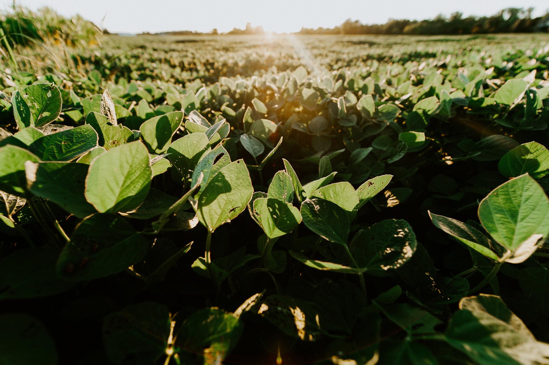 A field of green plants with the sun shining through the leaves.
