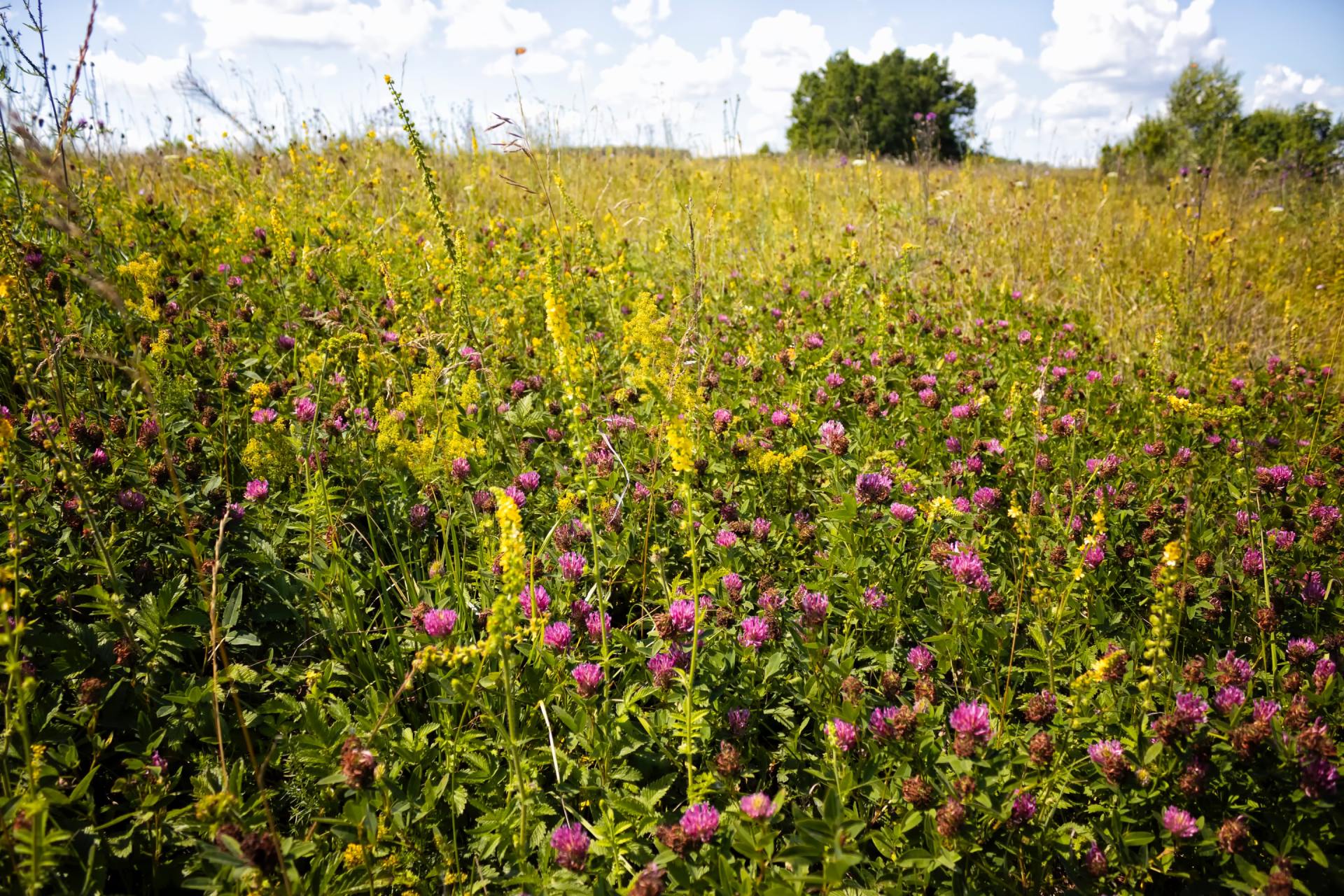A field of purple and yellow flowers with a tree in the background.
