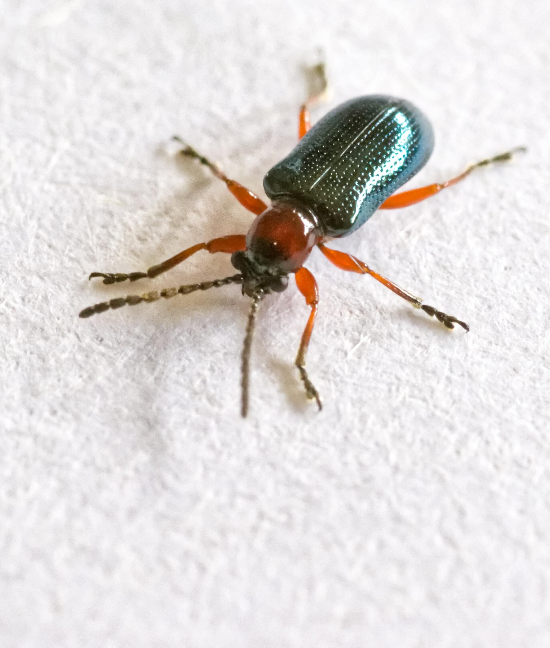 insecte