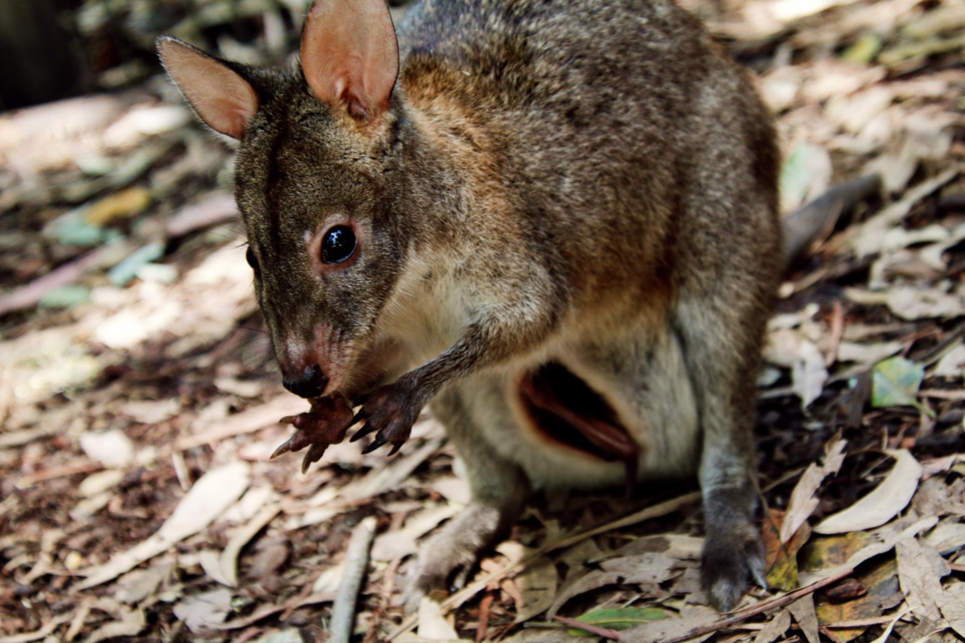 New Zealand Wallabie