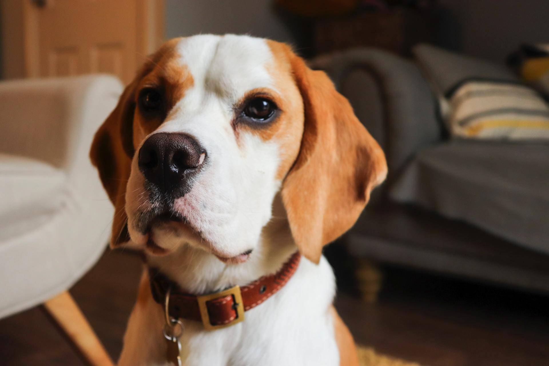 A brown and white dog wearing a brown collar is sitting on the floor in a living room.