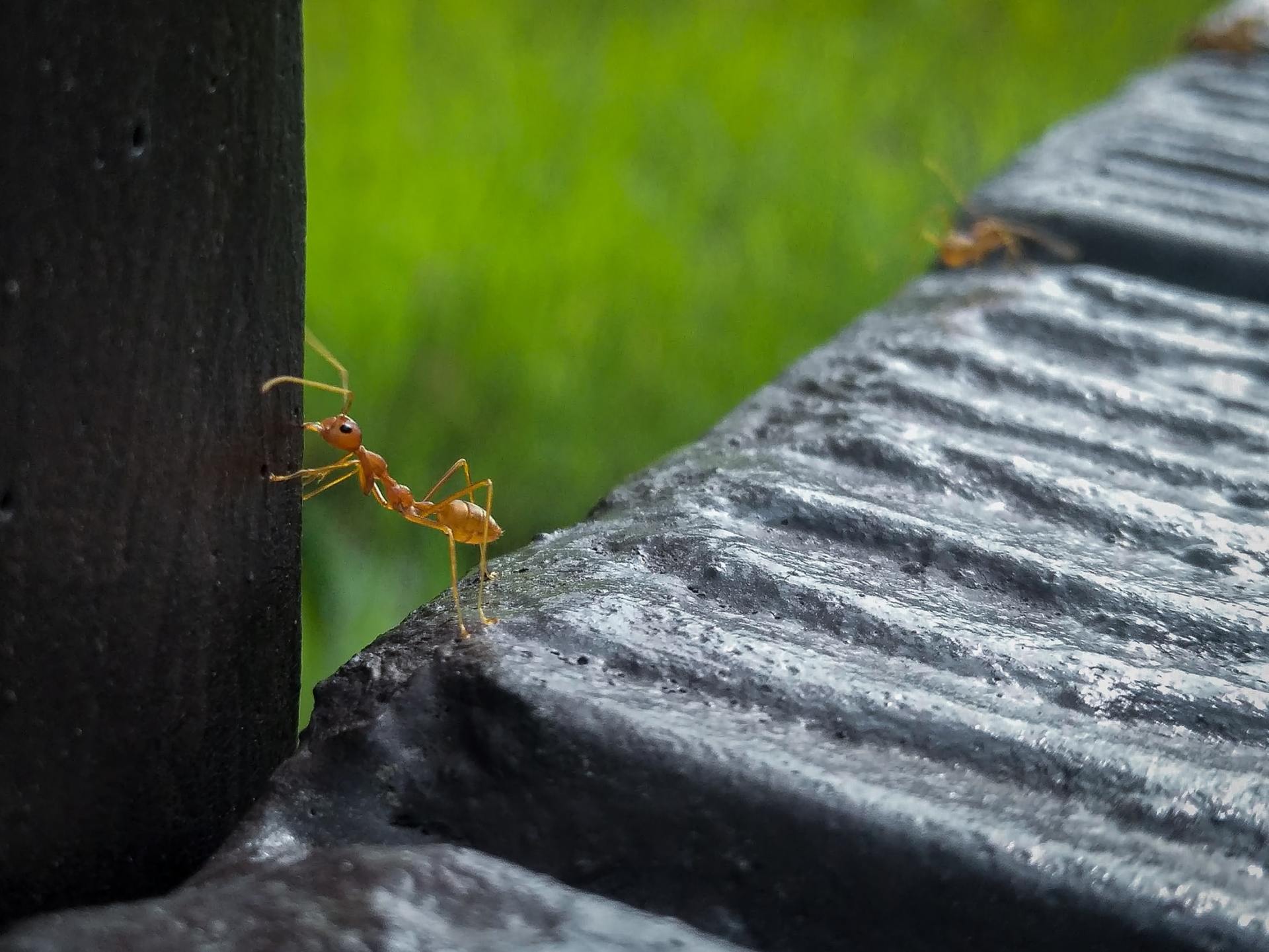 Pest Control