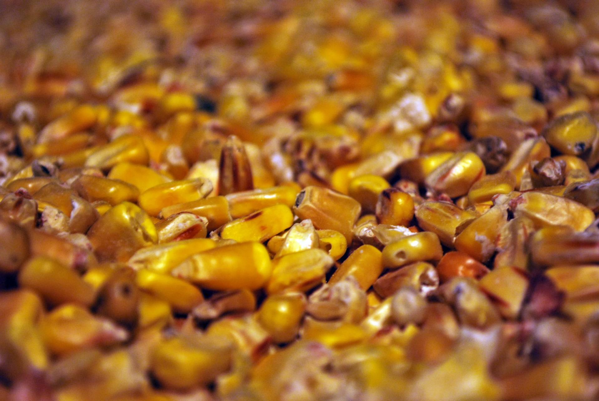 A close-up of a pile of dry, golden-yellow corn kernels with some brownish, darker pieces mixed in.
