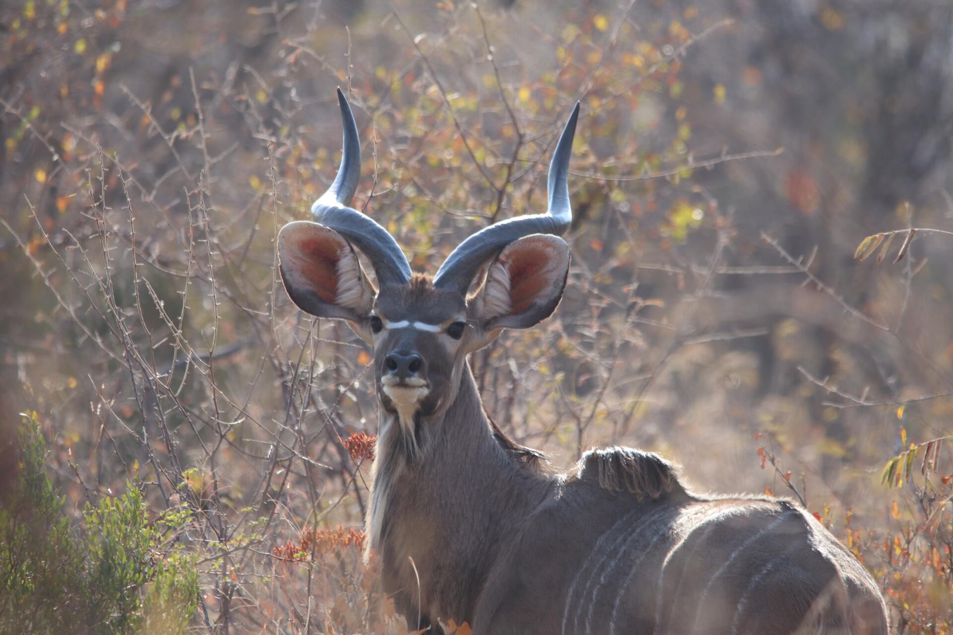 A large kudu with spiraling horns looks toward the camera in a brushy, natural setting.