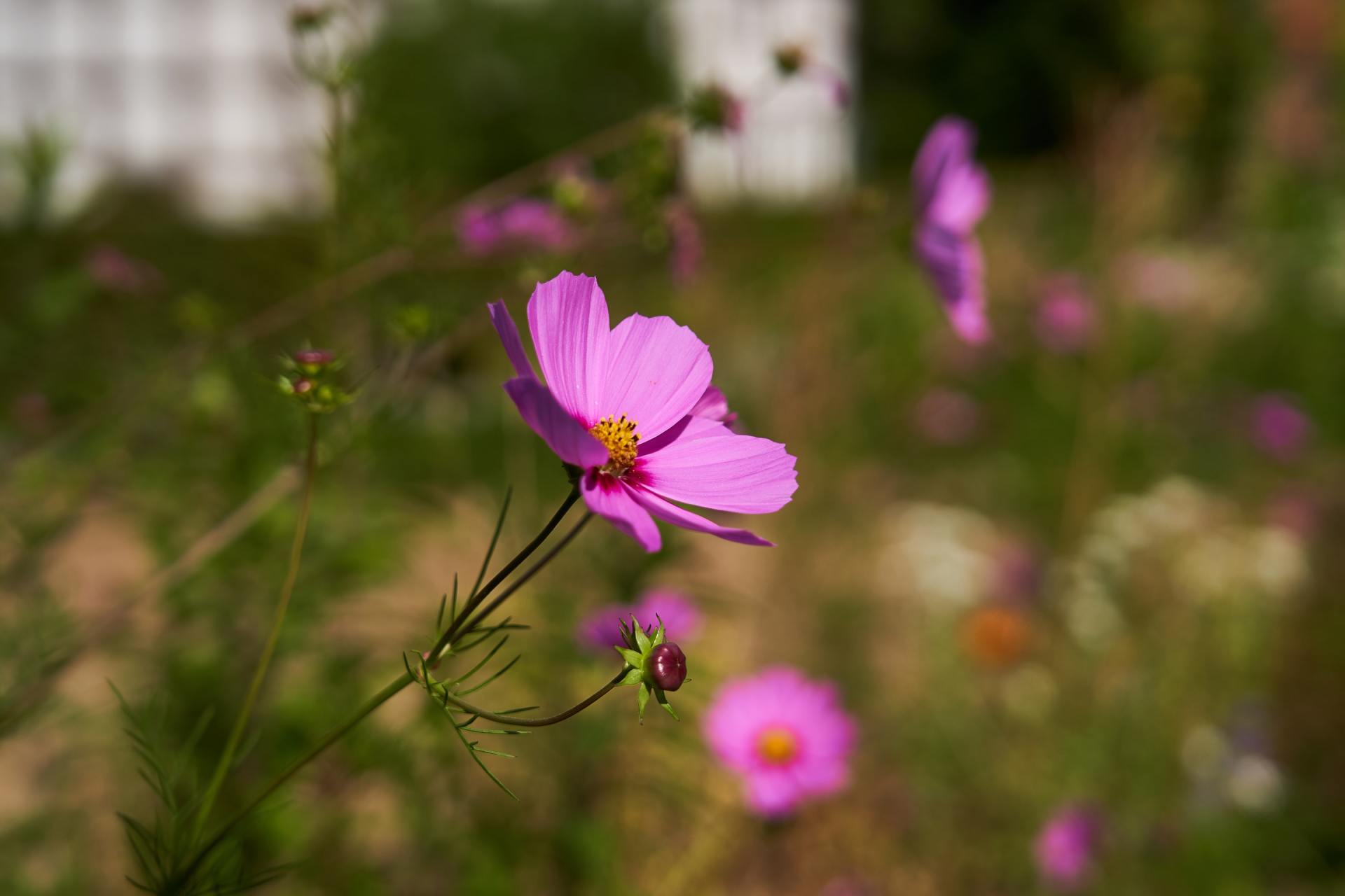 Eine Nahaufnahme einer rosa Blume mit gelber Mitte auf einem Feld.