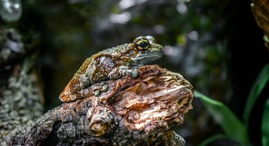 Baumhöhlen-Krötenlaubfrosch, online-vet.net