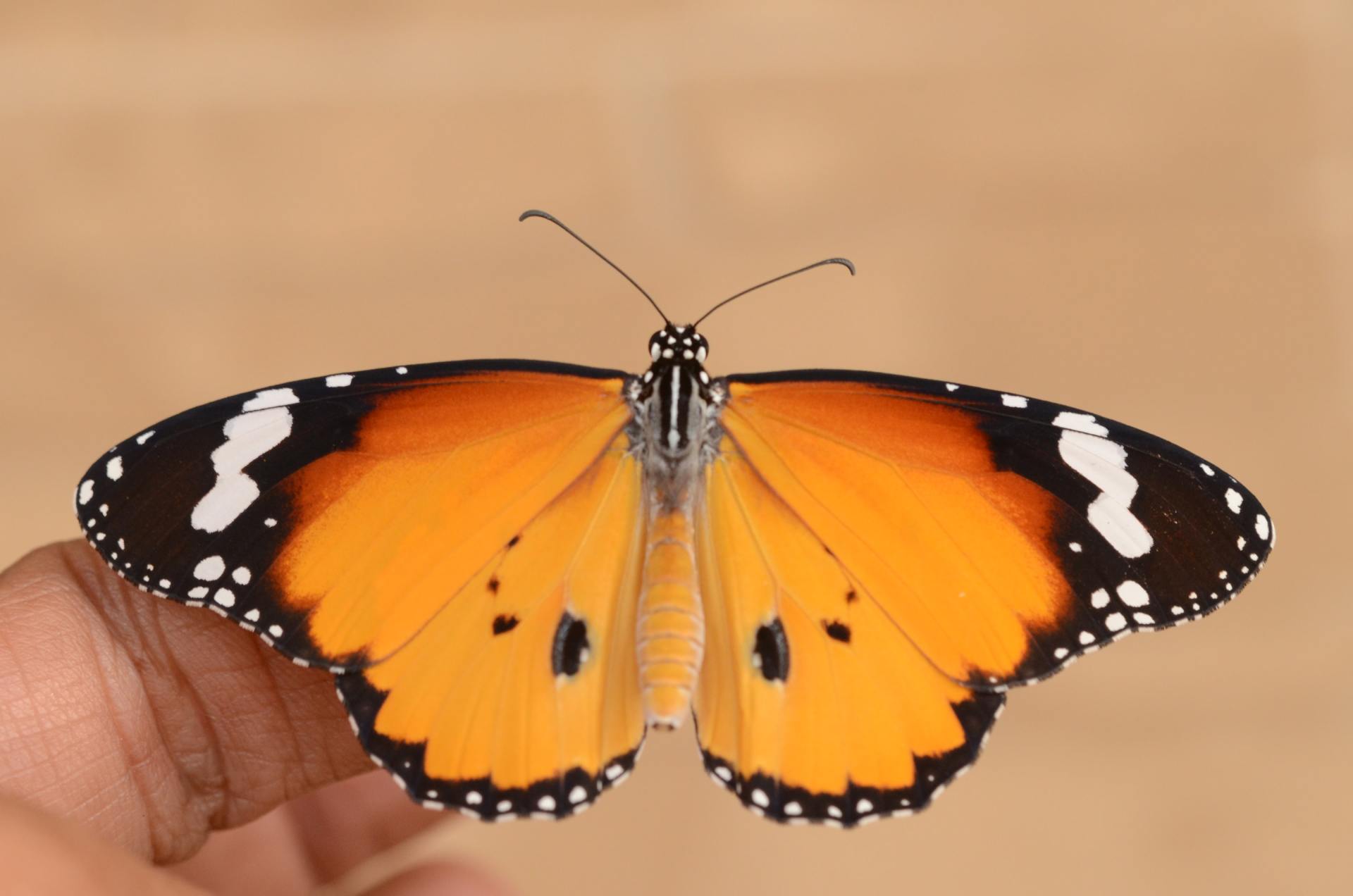 butterfly